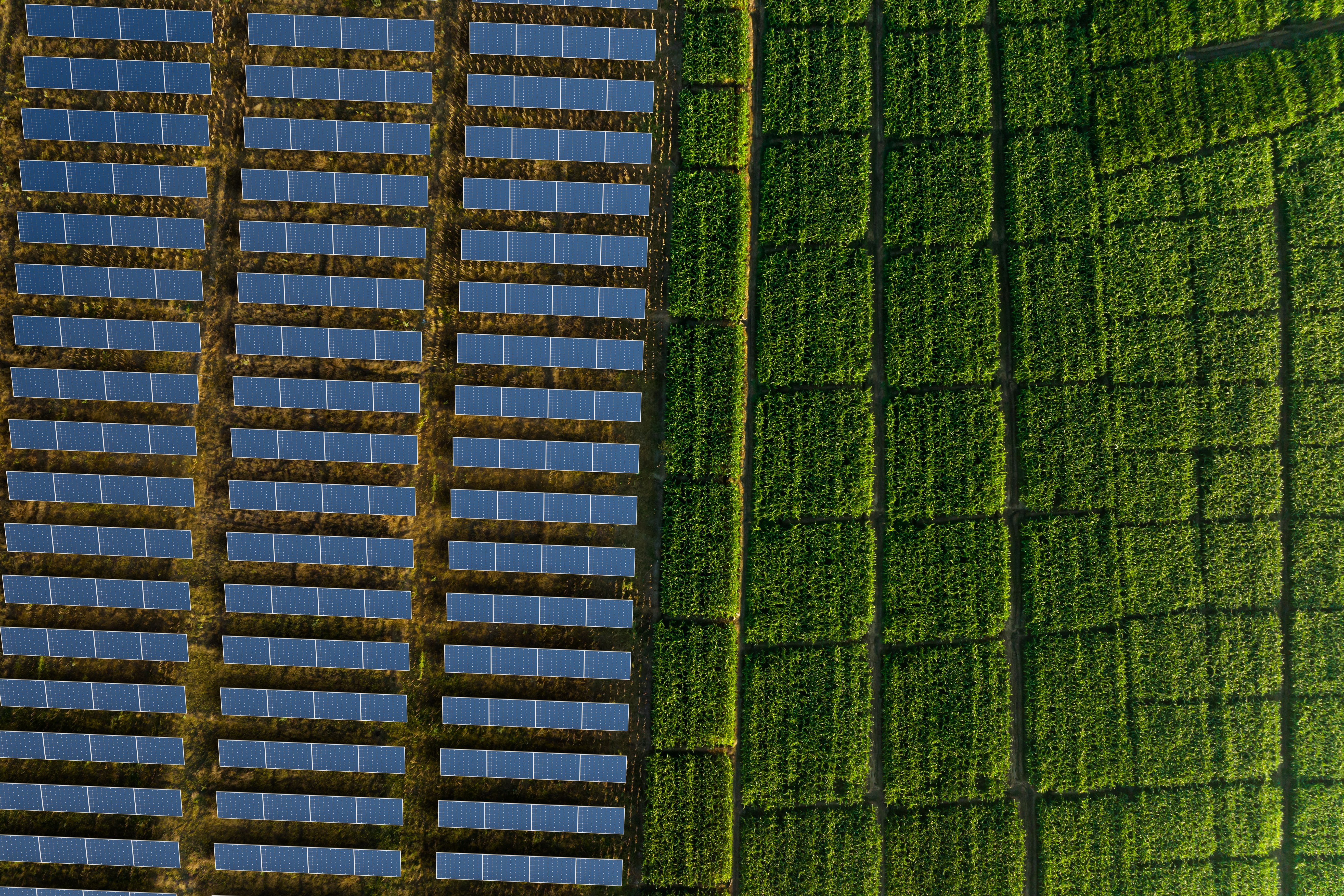 Drone Shot of Solar Panels beside Cornfield in Rural Green Zone