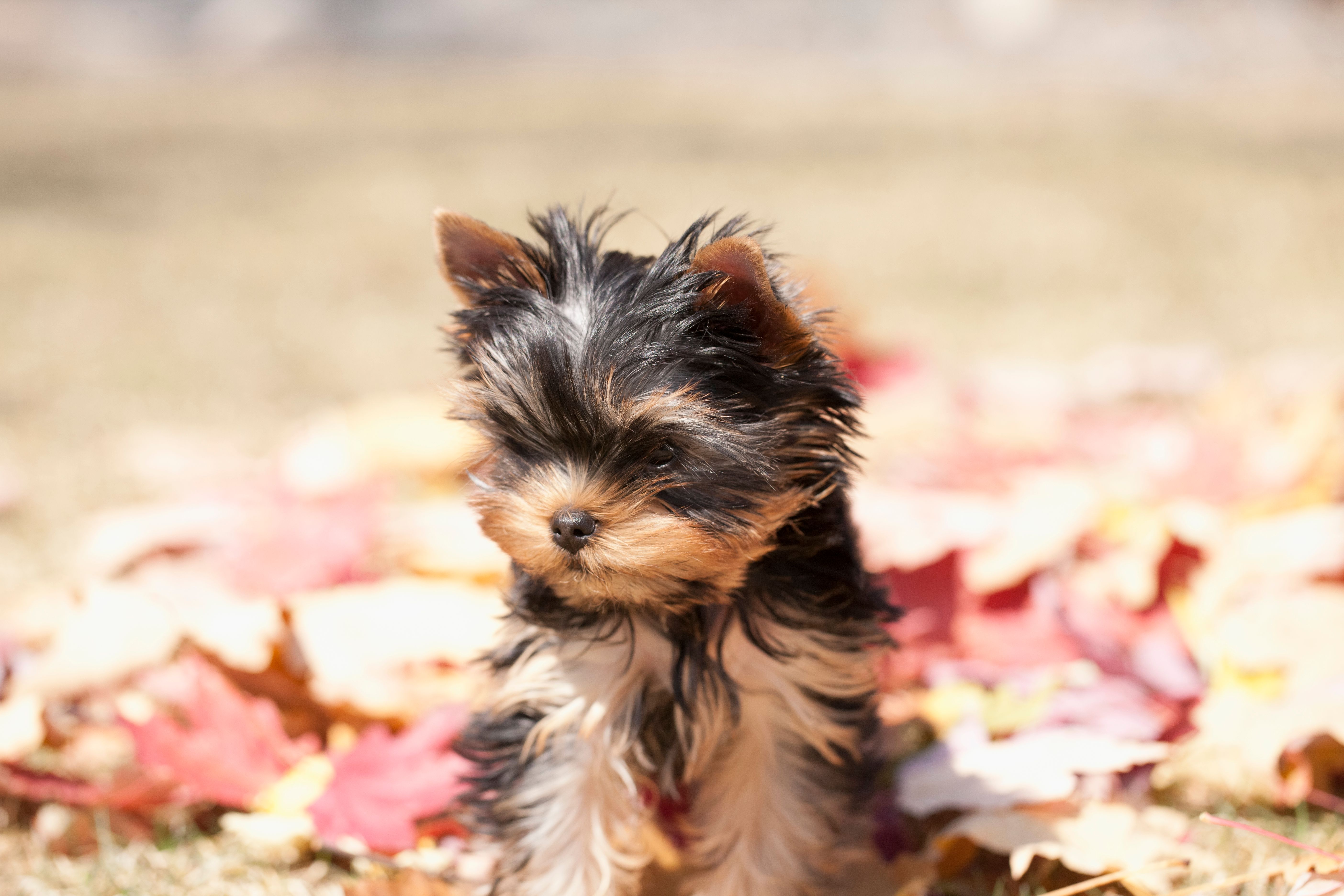 Yorkshire Terrier Puppy Dog Sitting in Autumn Leaves