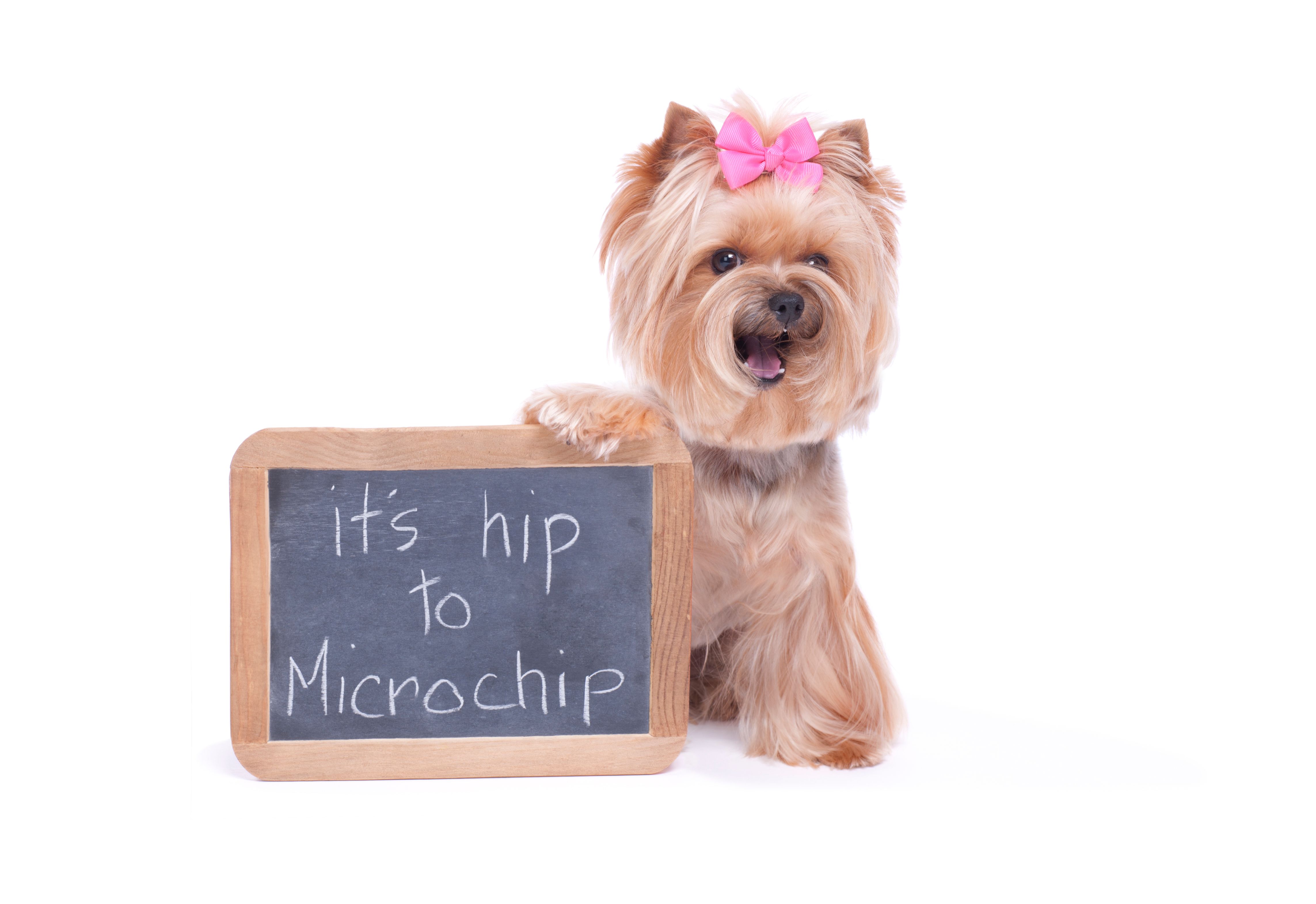 pet microchip