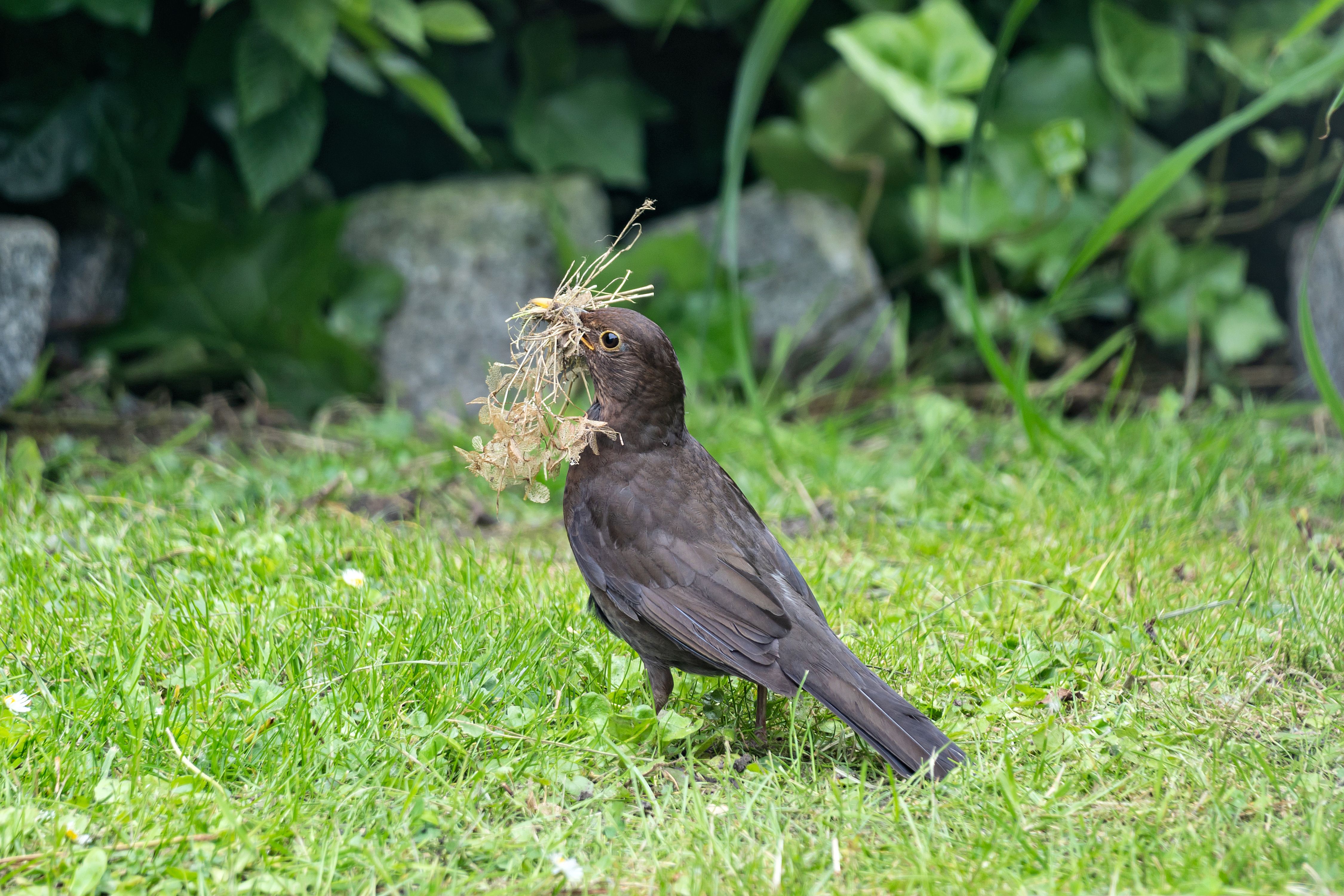 female common blackbird (Turdus merula) with with nesting material in its beak female common blackbird (Turdus merula) with with nesting material in its beak
