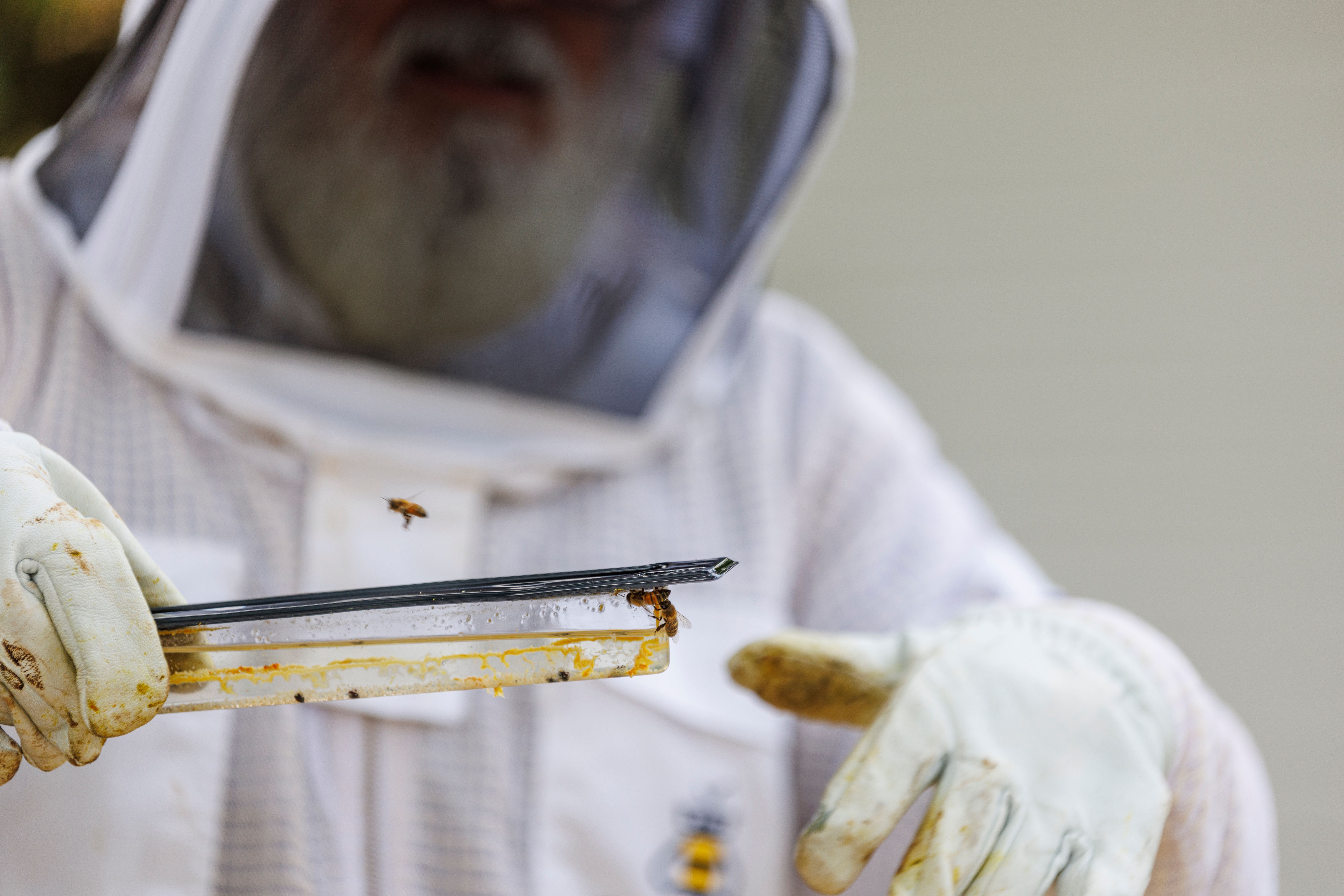 Inspecting parasite traps in beehives. Beekeeper in protective gear monitors colony health for bugs infecting bees Inspecting parasite traps in beehives. Beekeeper in protective gear monitors colony health for bugs infecting bees