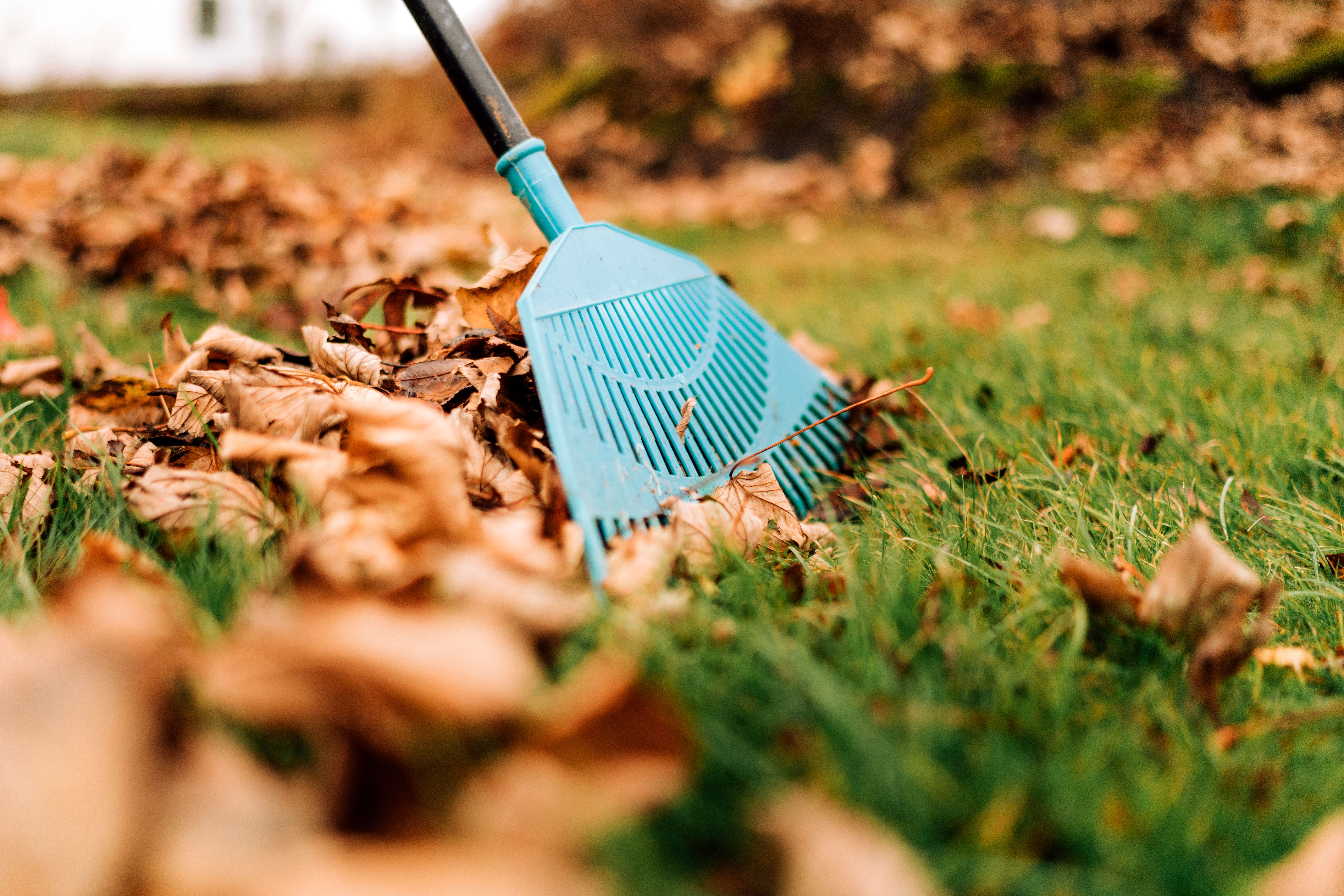 backyard cleanup