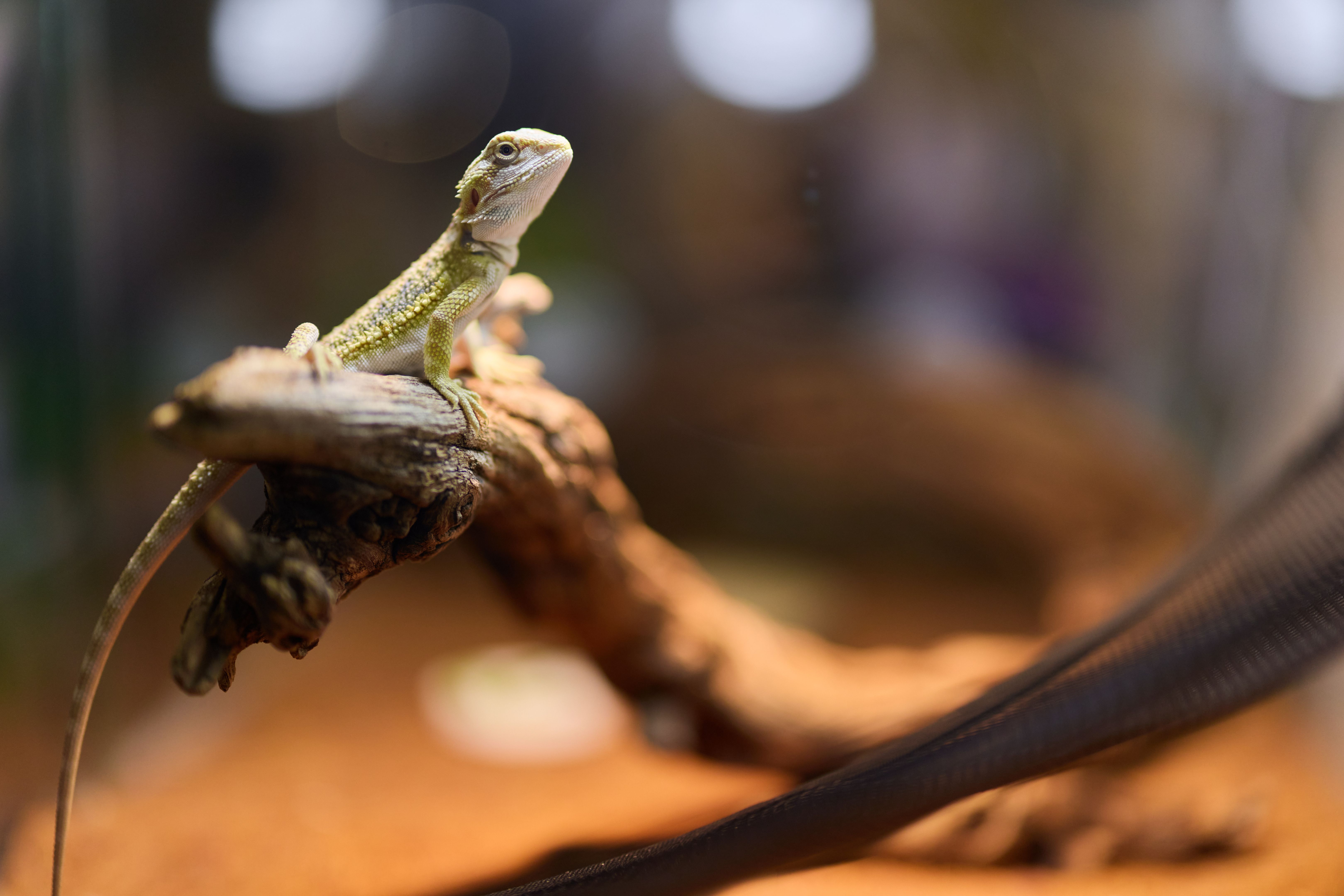 pet breeding