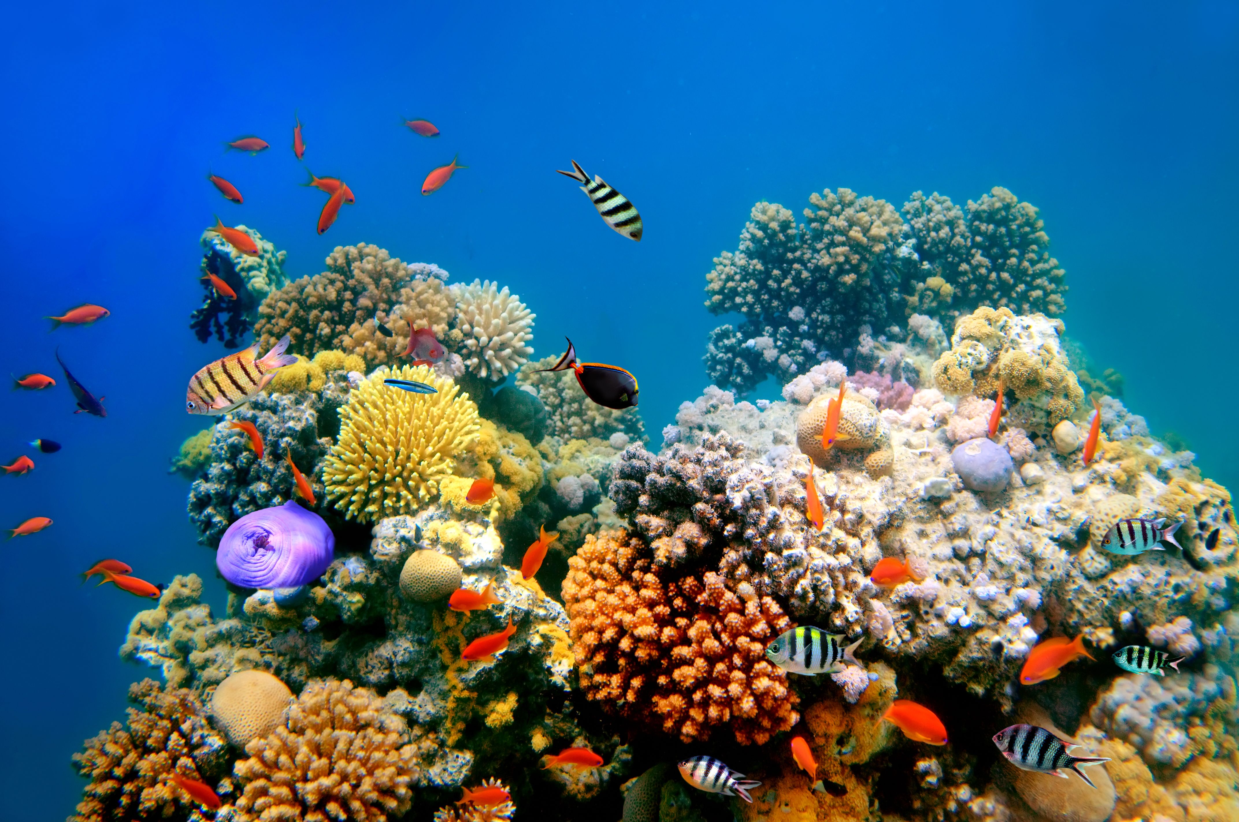colorful coral reef