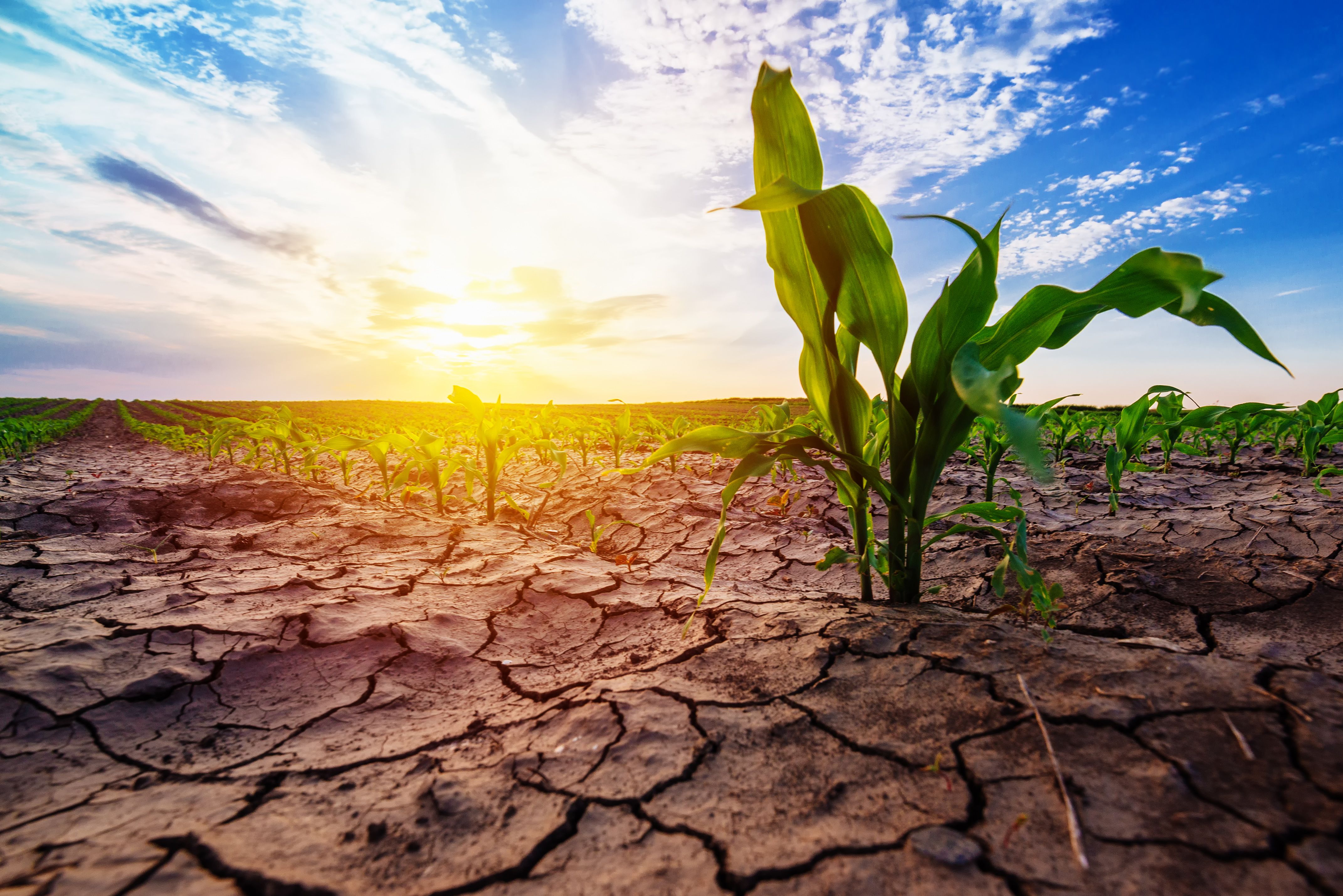 drought resistant crops