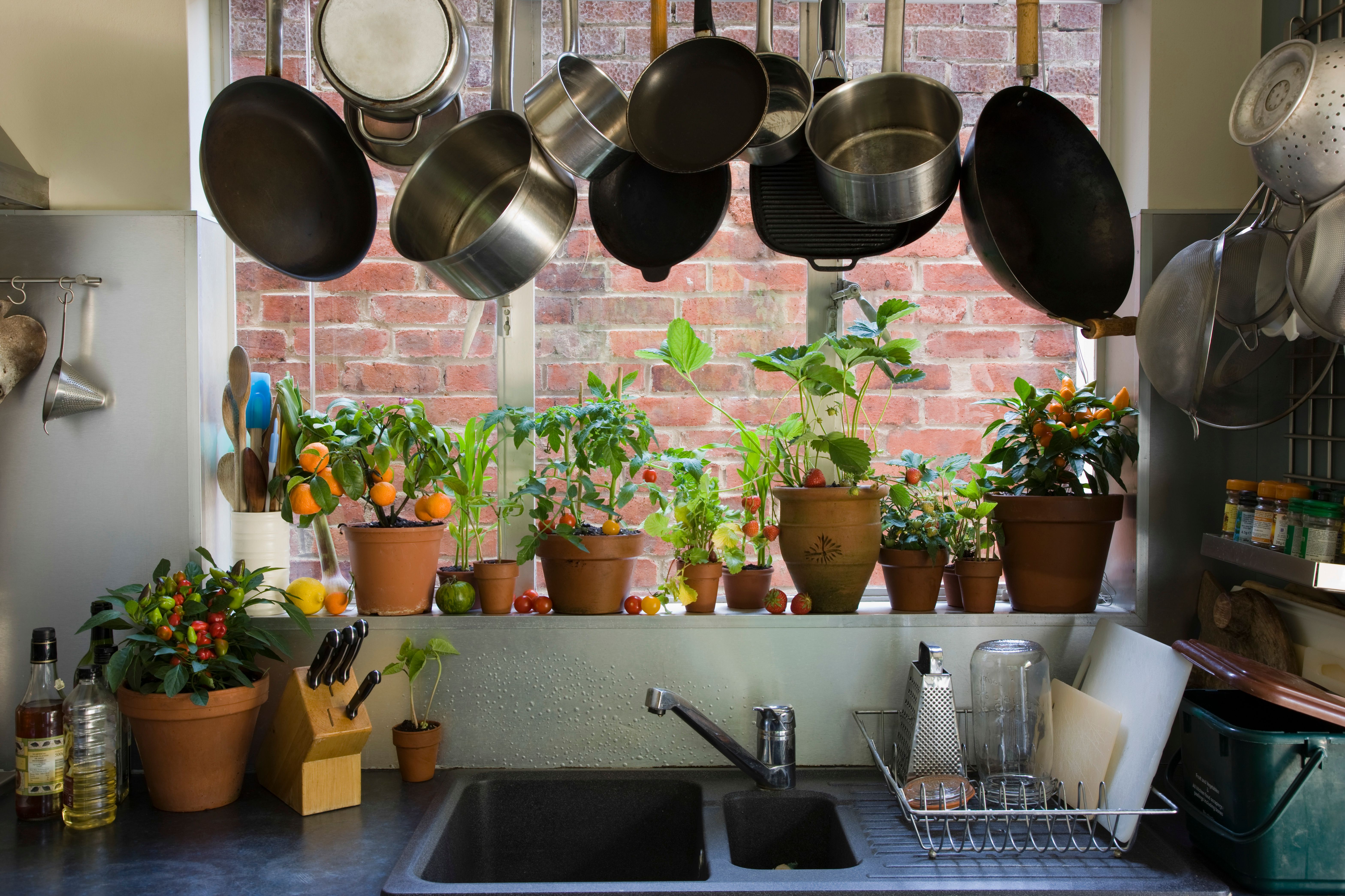 indoor plants in kitchen