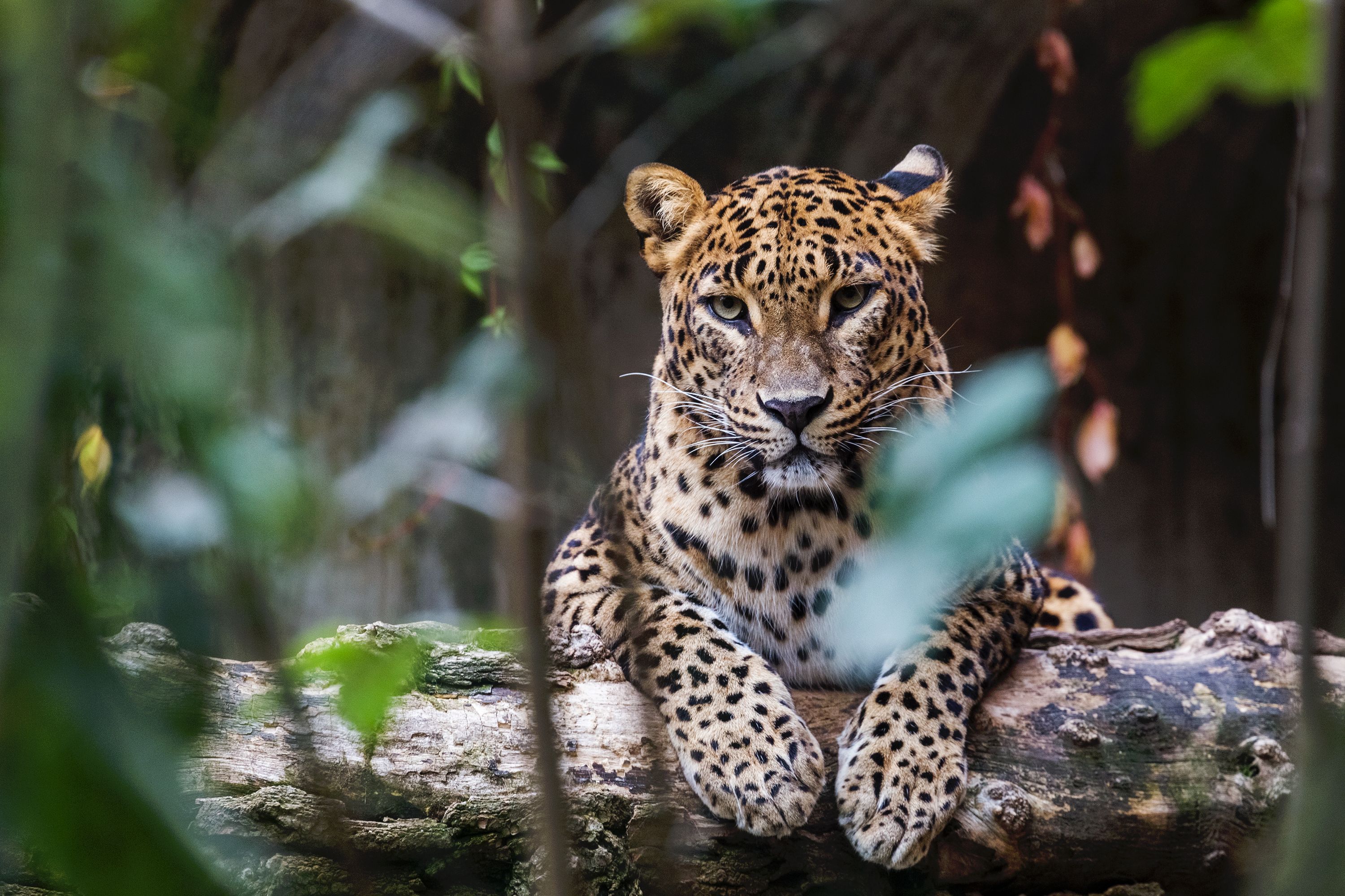 leopards in sri lanka