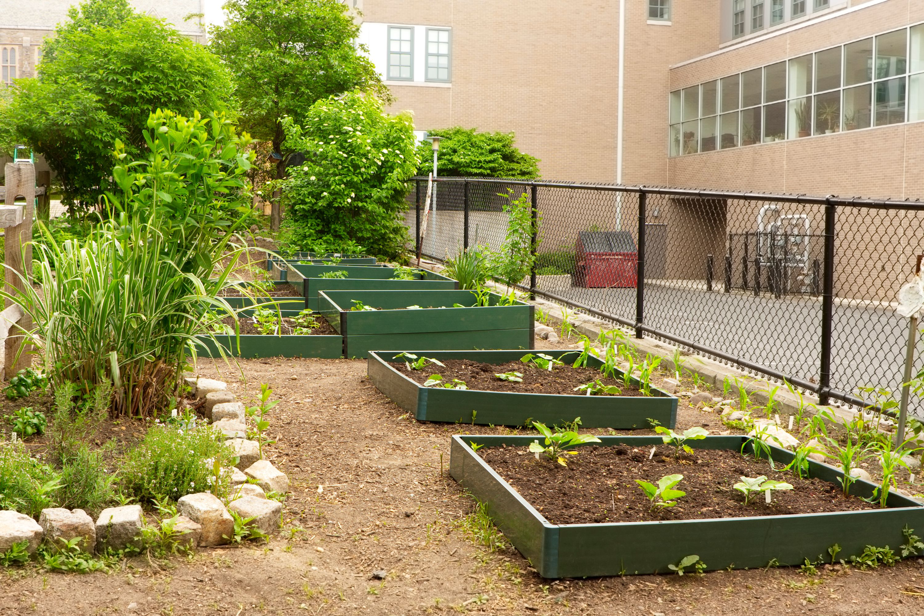 school garden