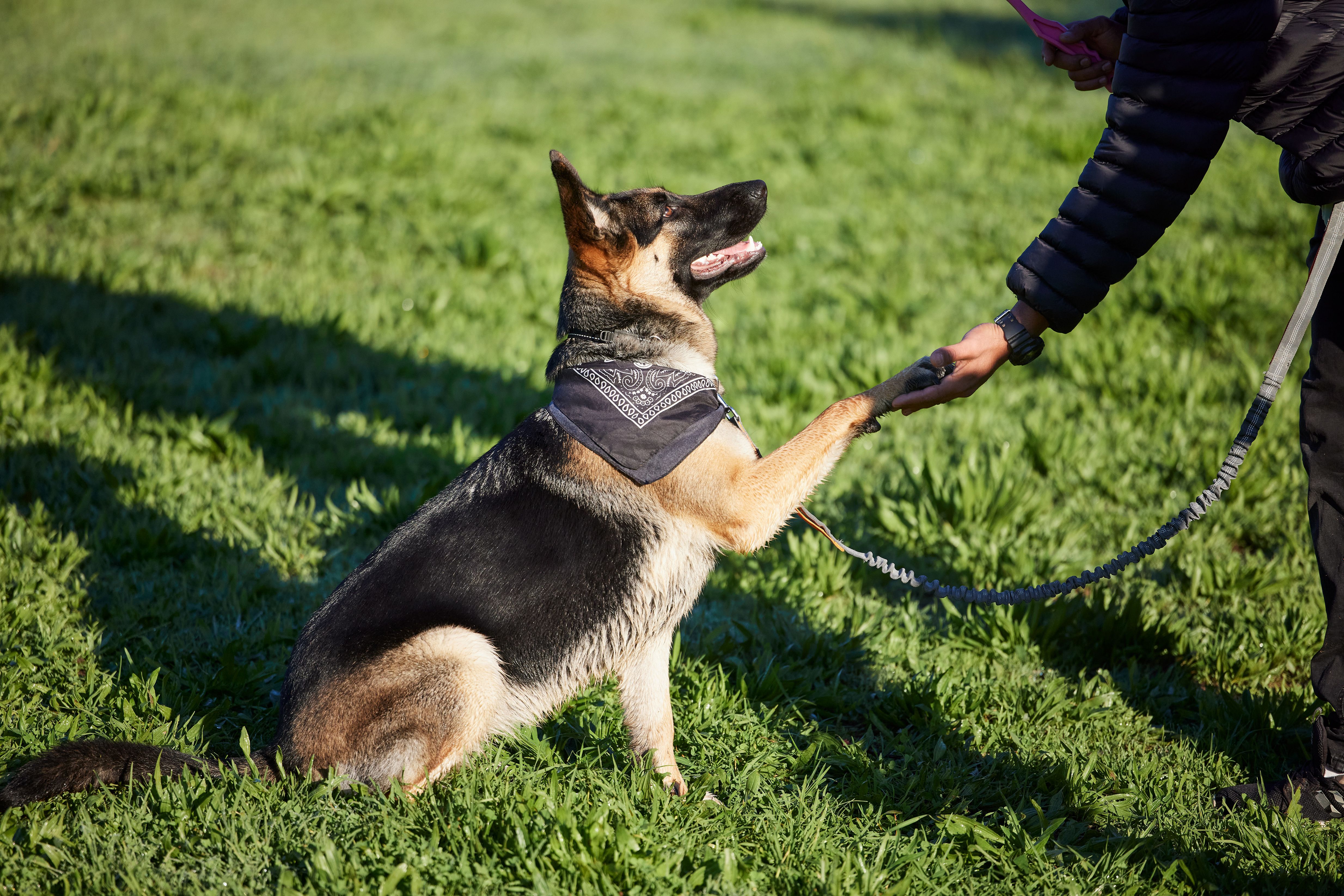 dog training