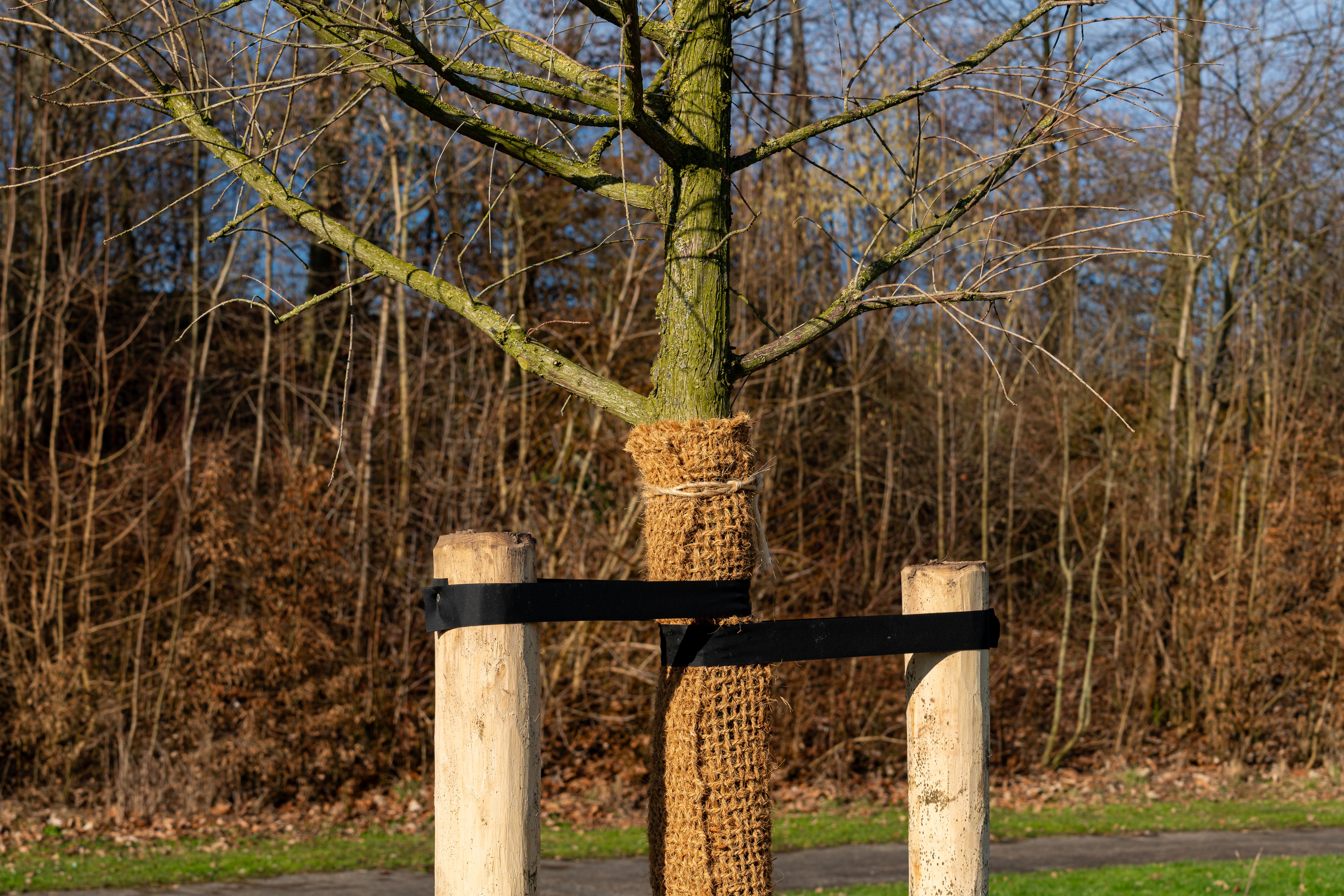 protecting trees winter