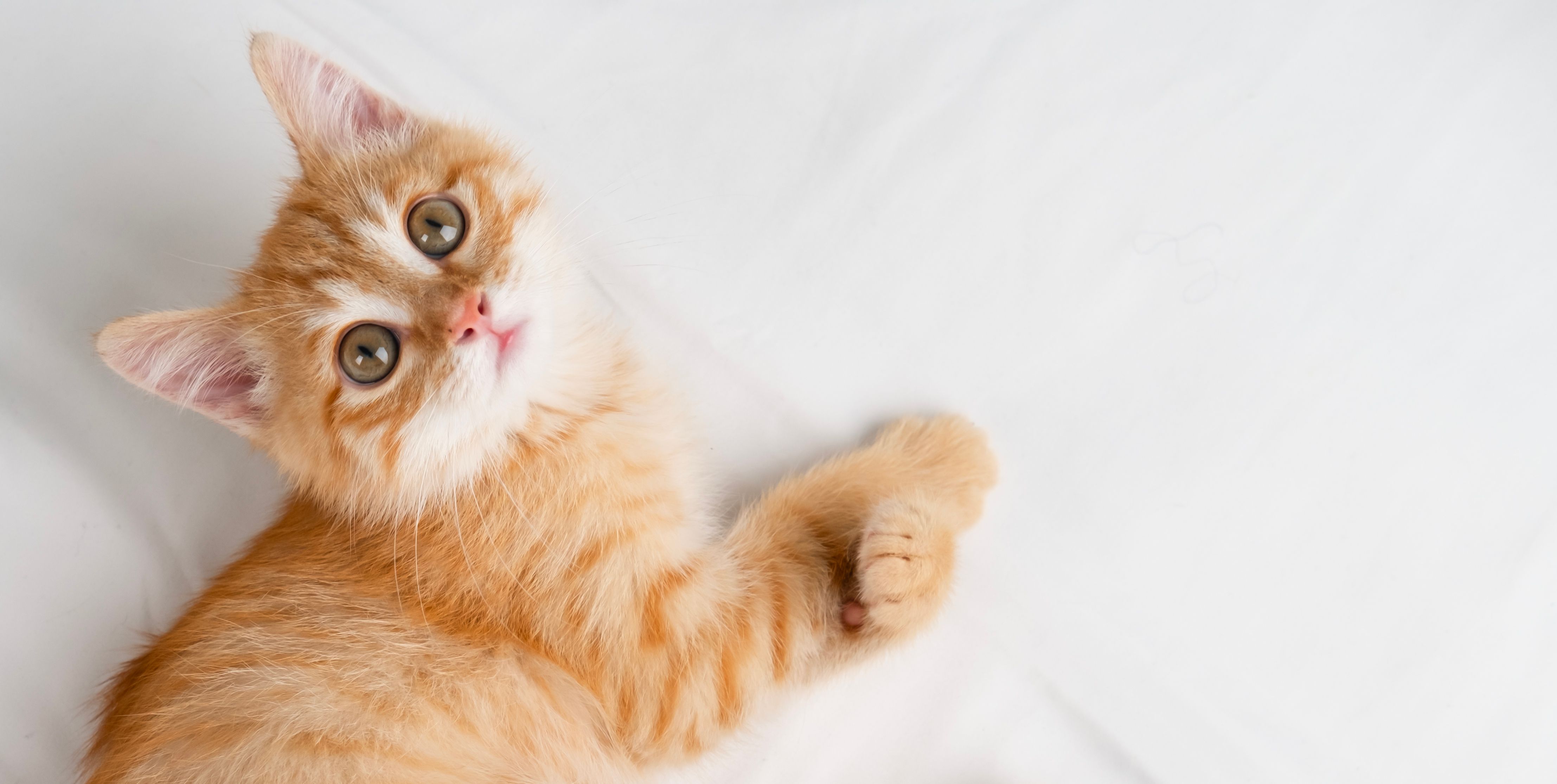 pet adoption