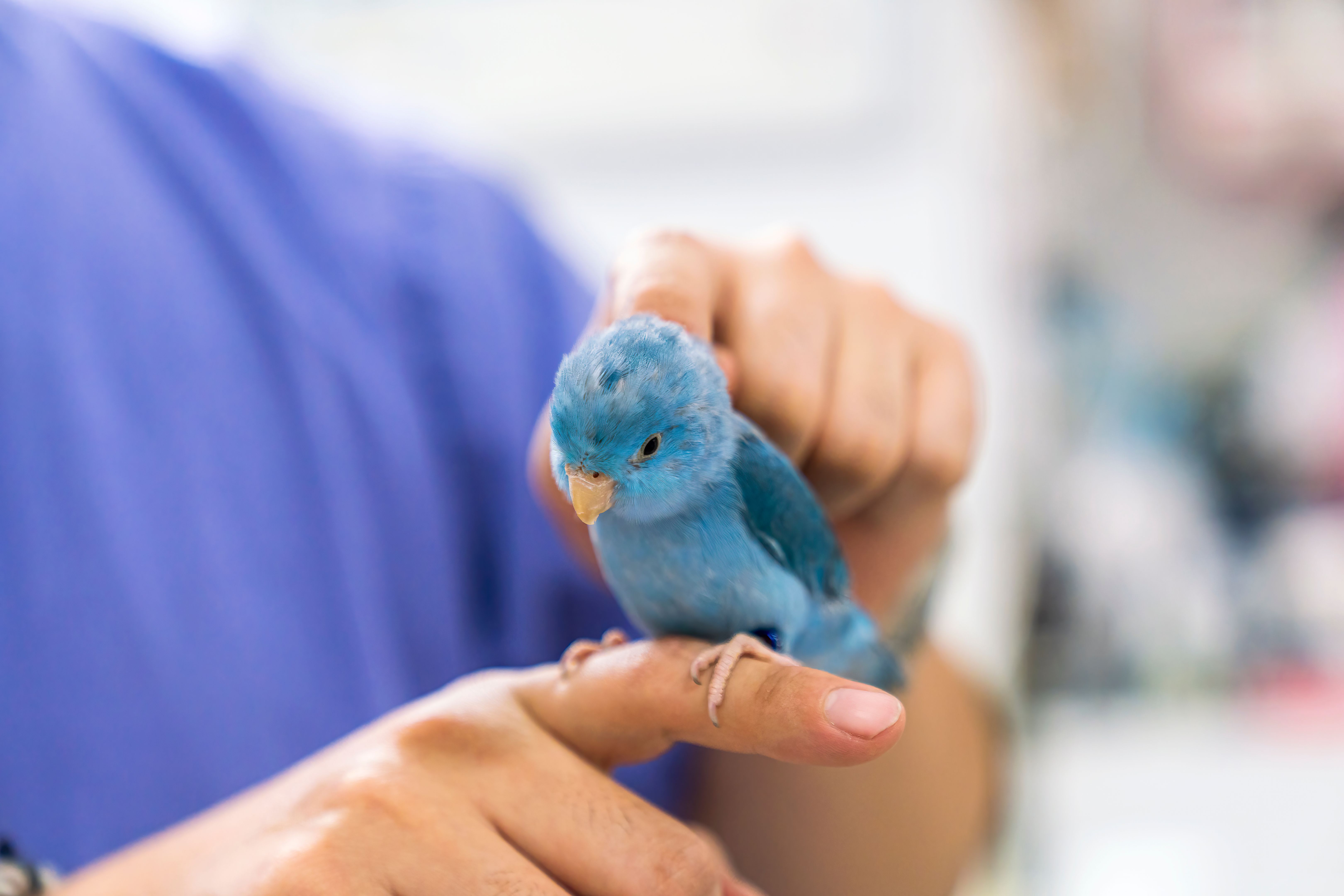 exotic pet care