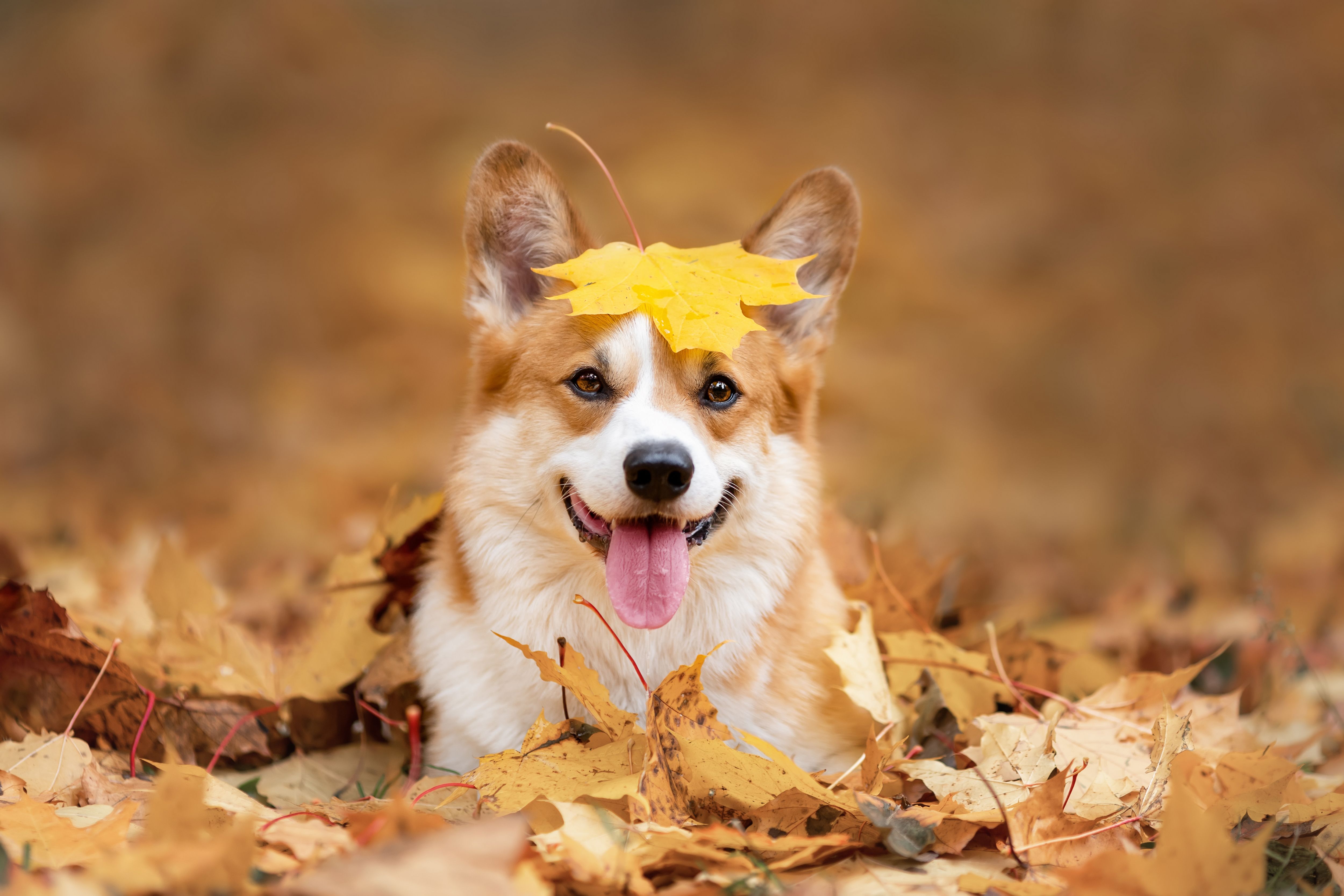 autumn dog