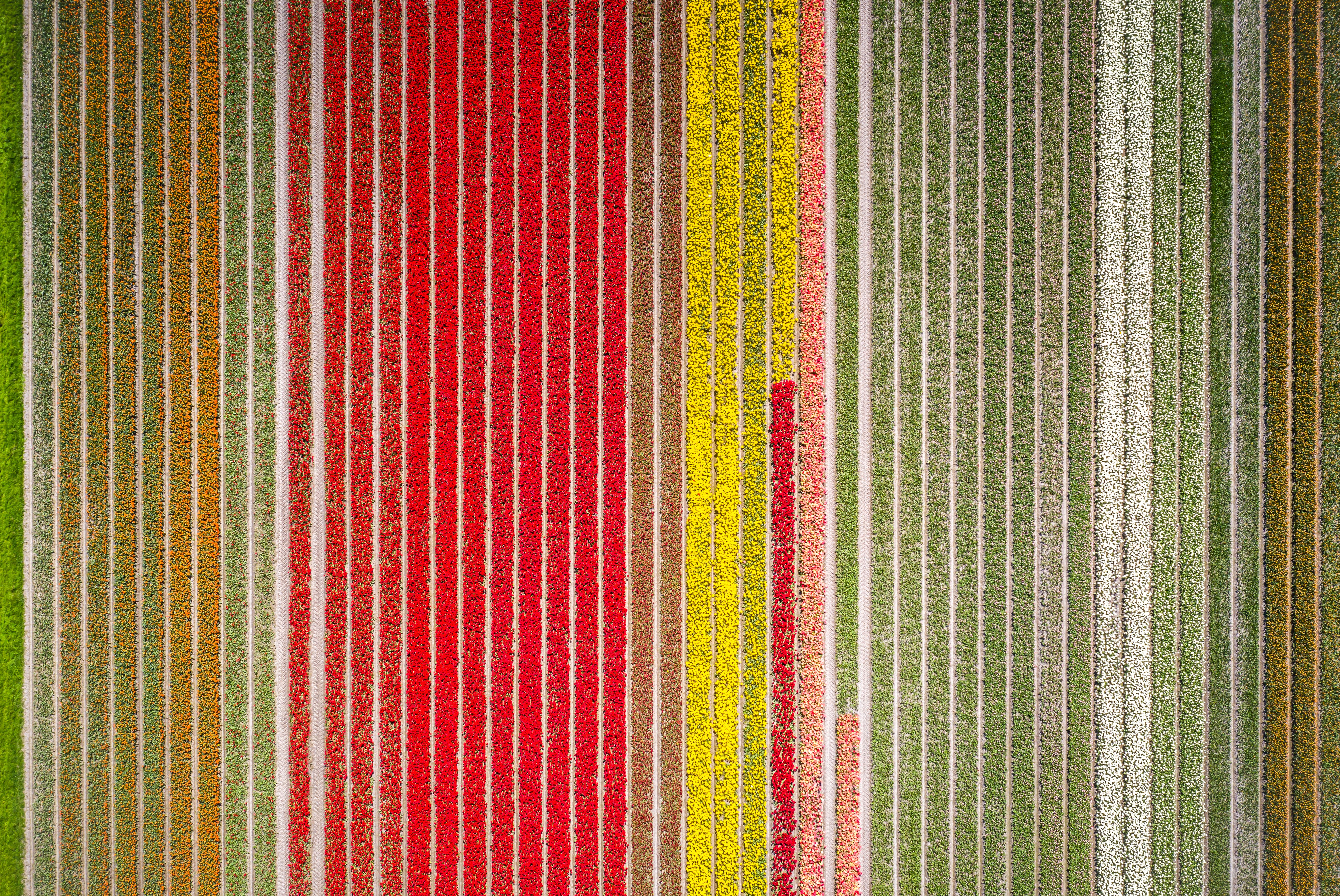 tulip fields Netherlands