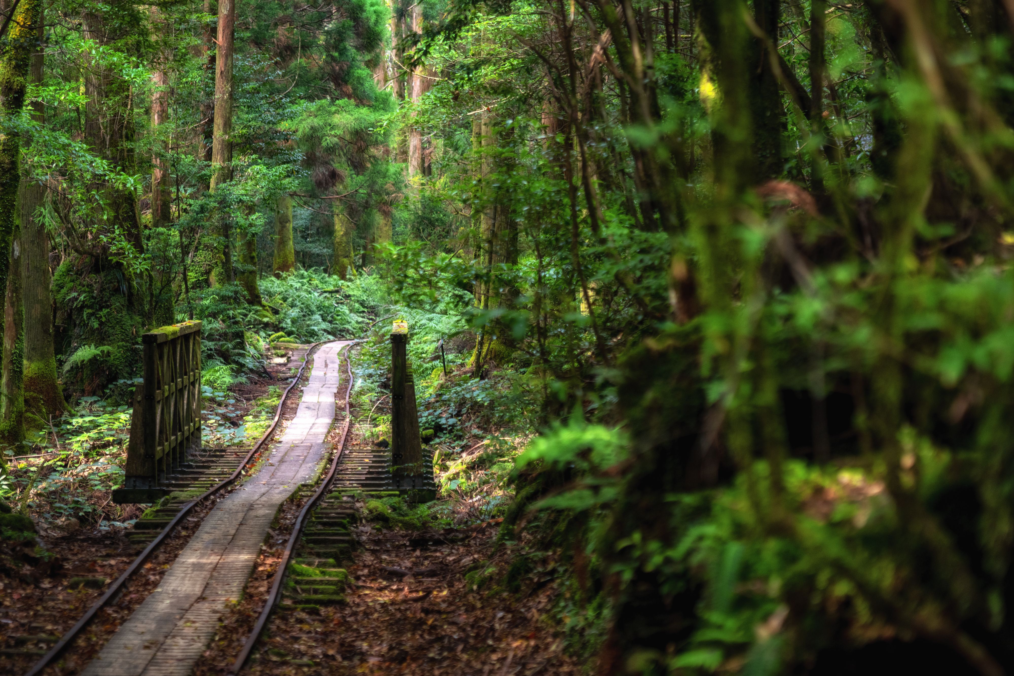 yakushima island