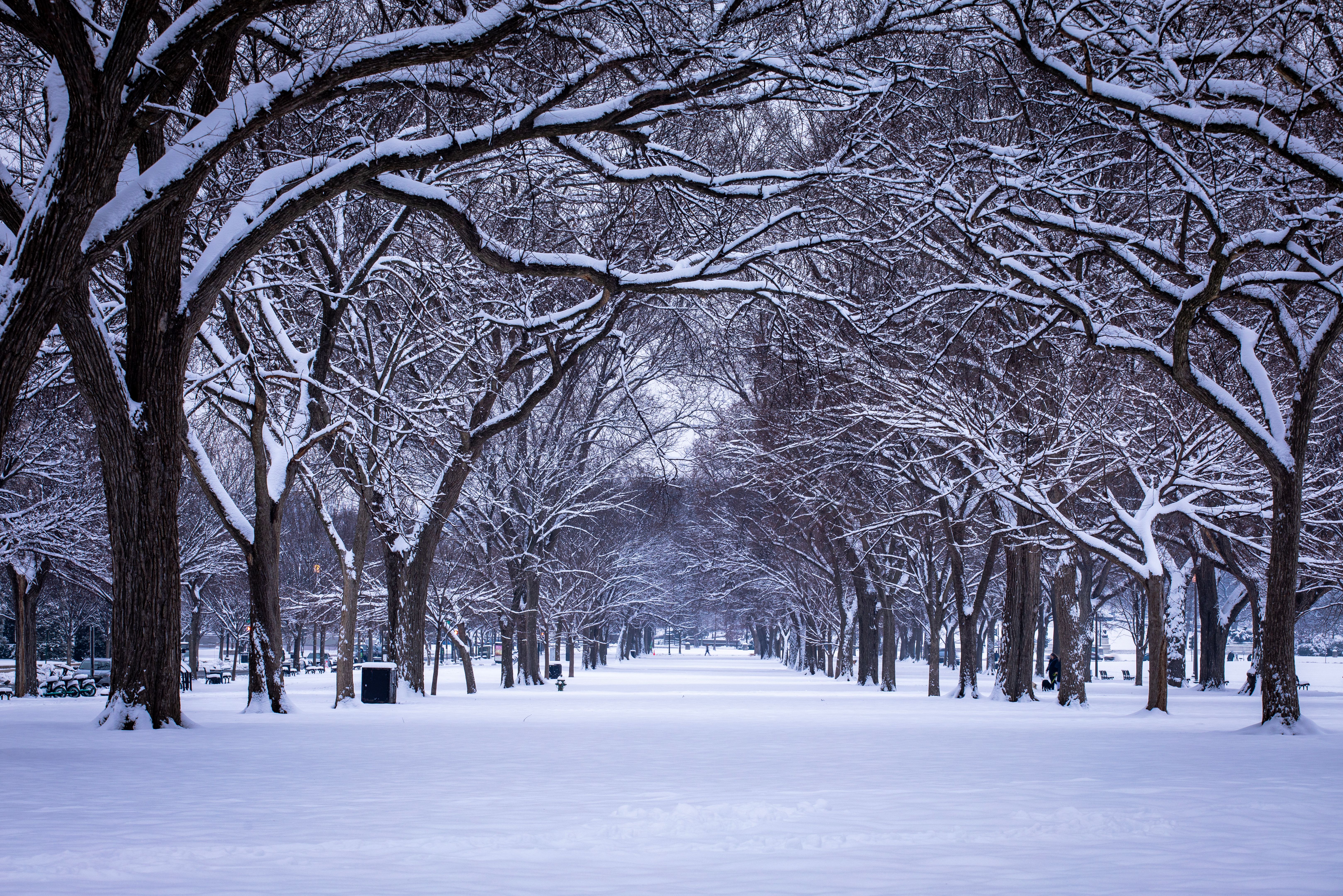 Avenue of trees in winter