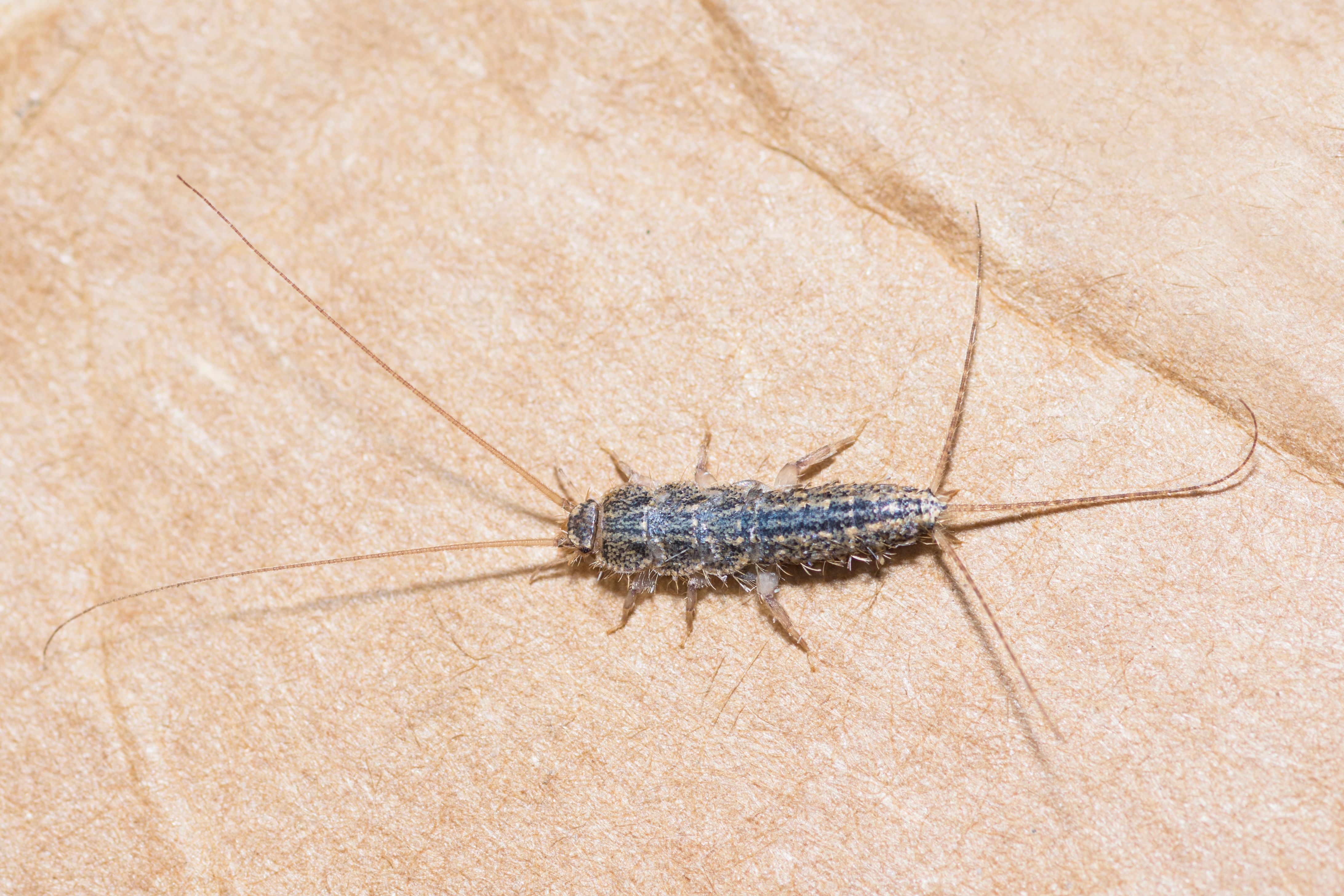 Long-Tailed Silverfish on cardboard, Ctenolepisma Longicaudatum Long-Tailed Silverfish on cardboard, Ctenolepisma Longicaudatum