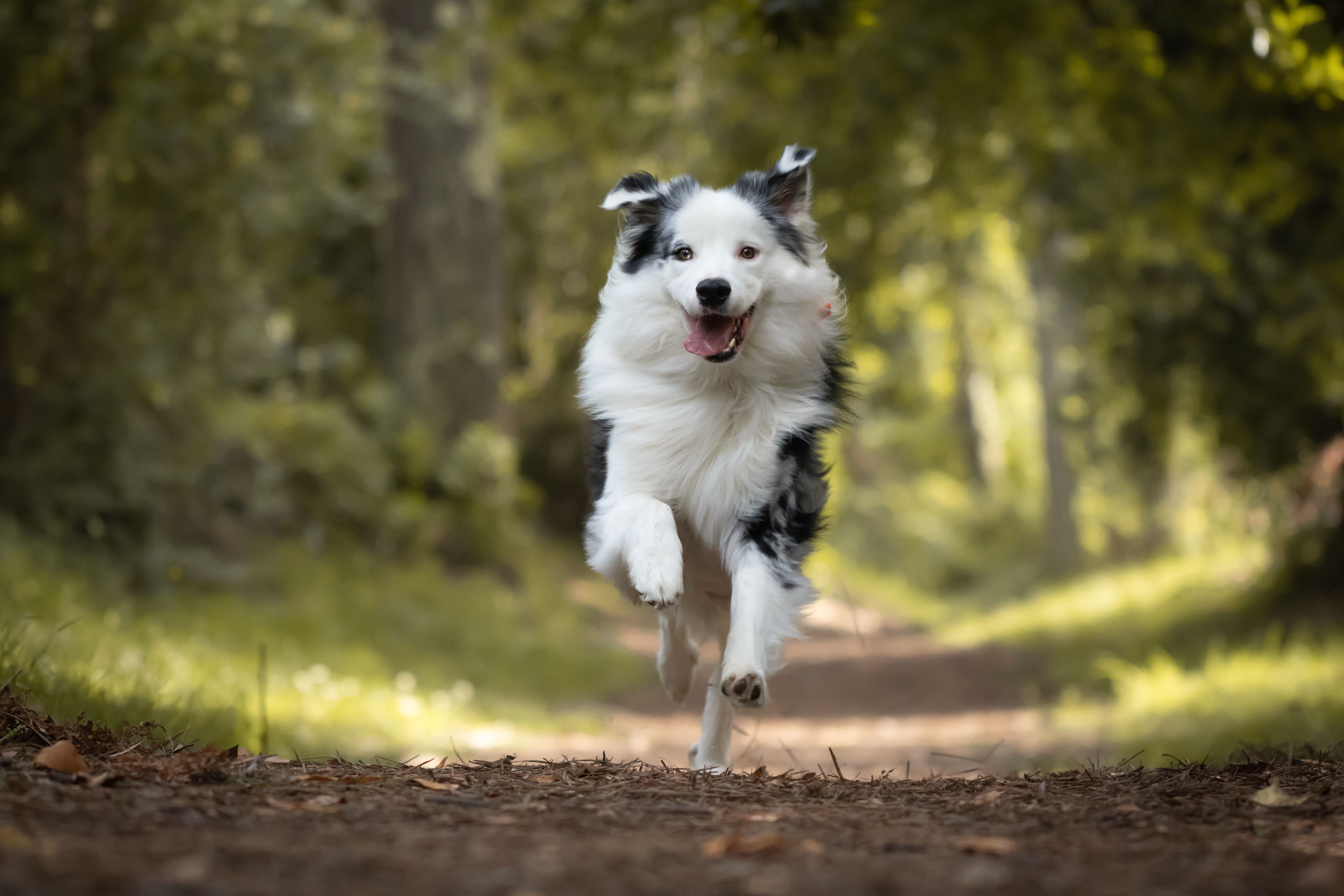 australian shepherd spring