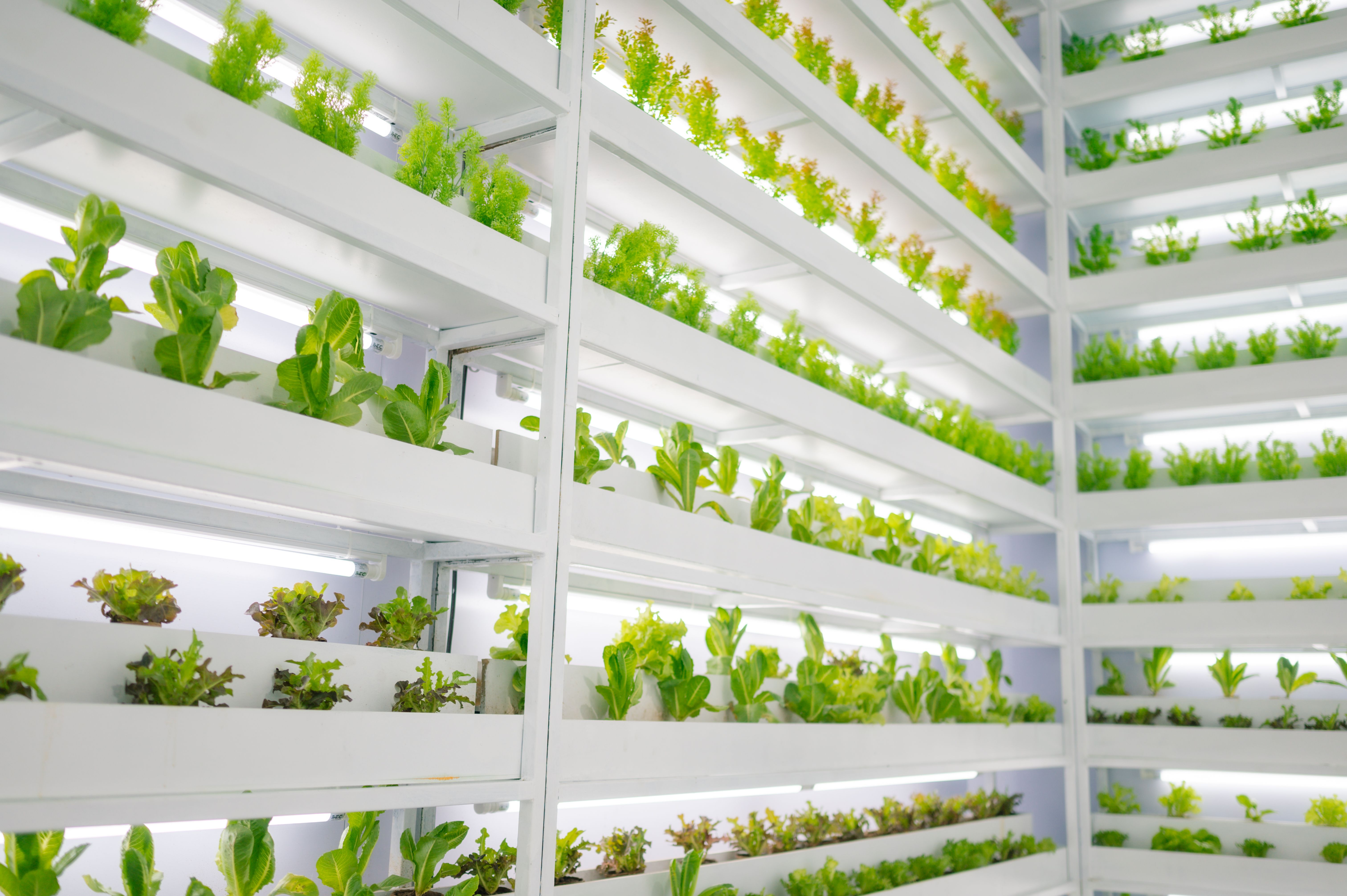 biotech crops