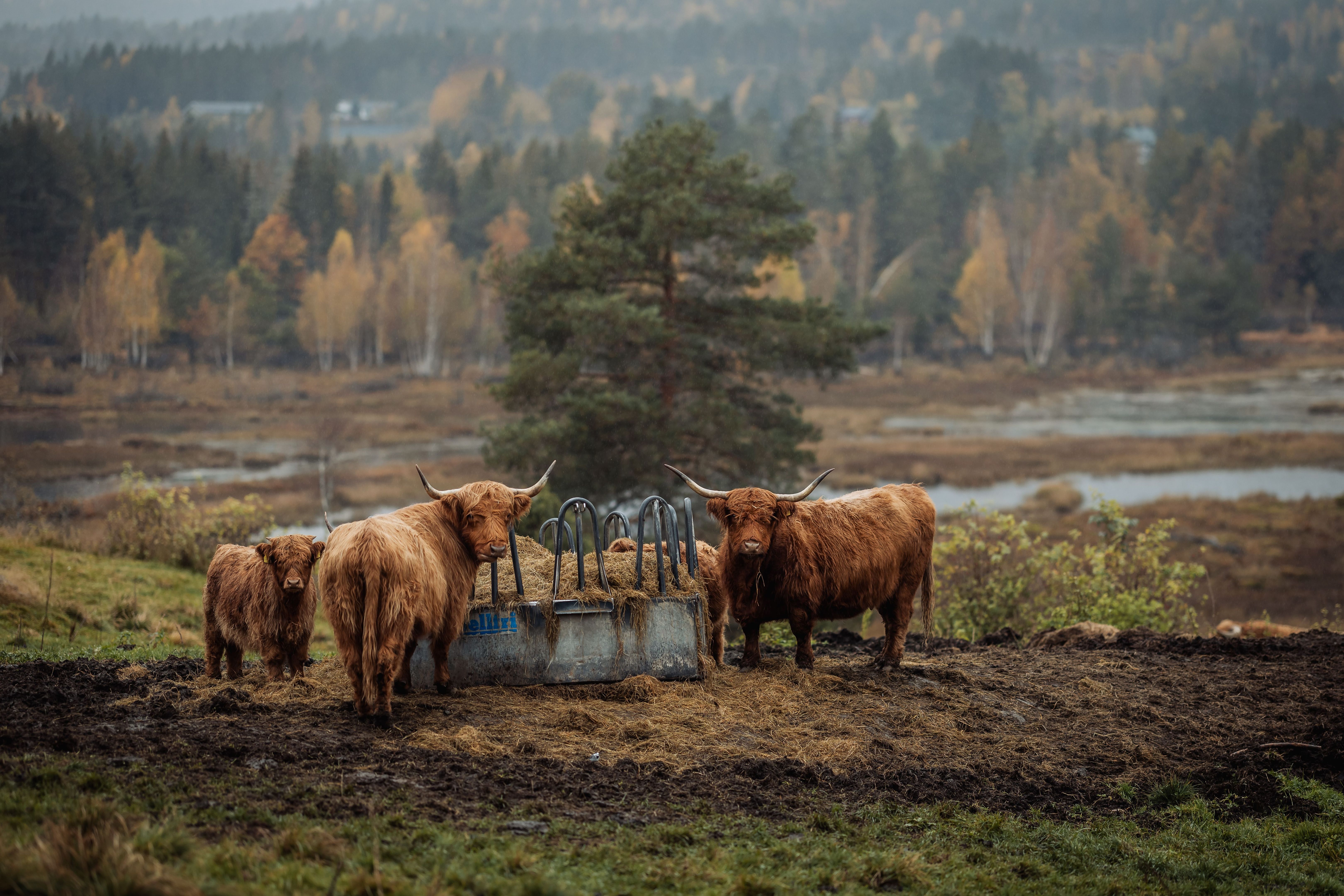 mini highland cattle autumn