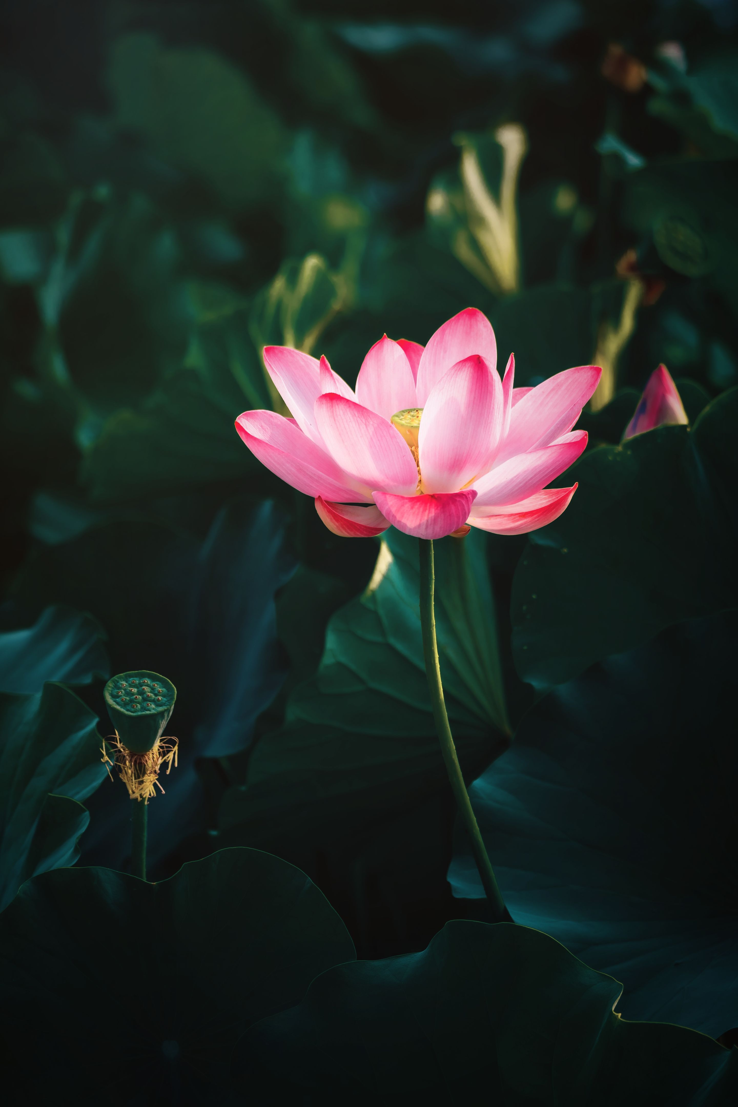 Lotus flower