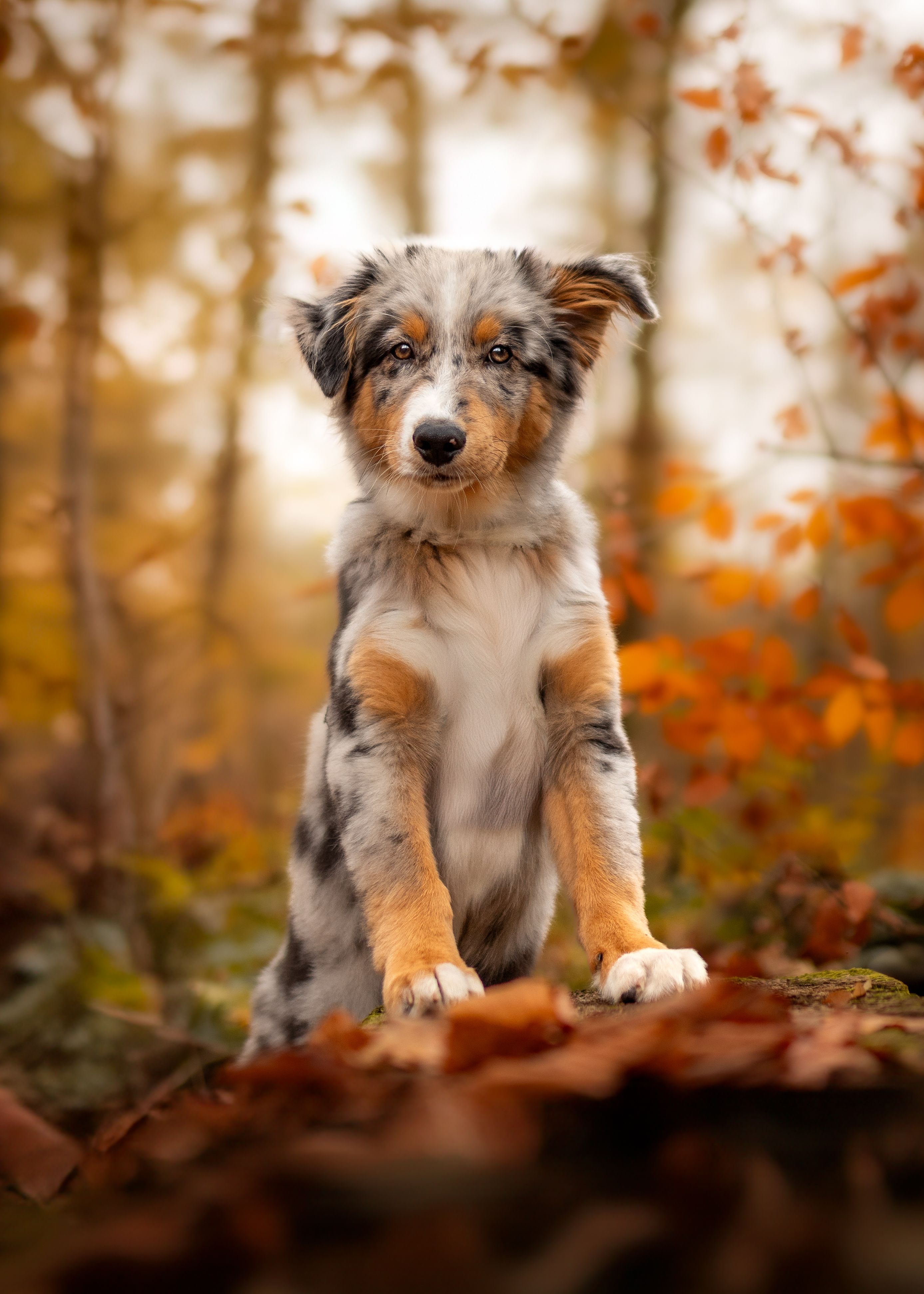 australian shepherd autumn