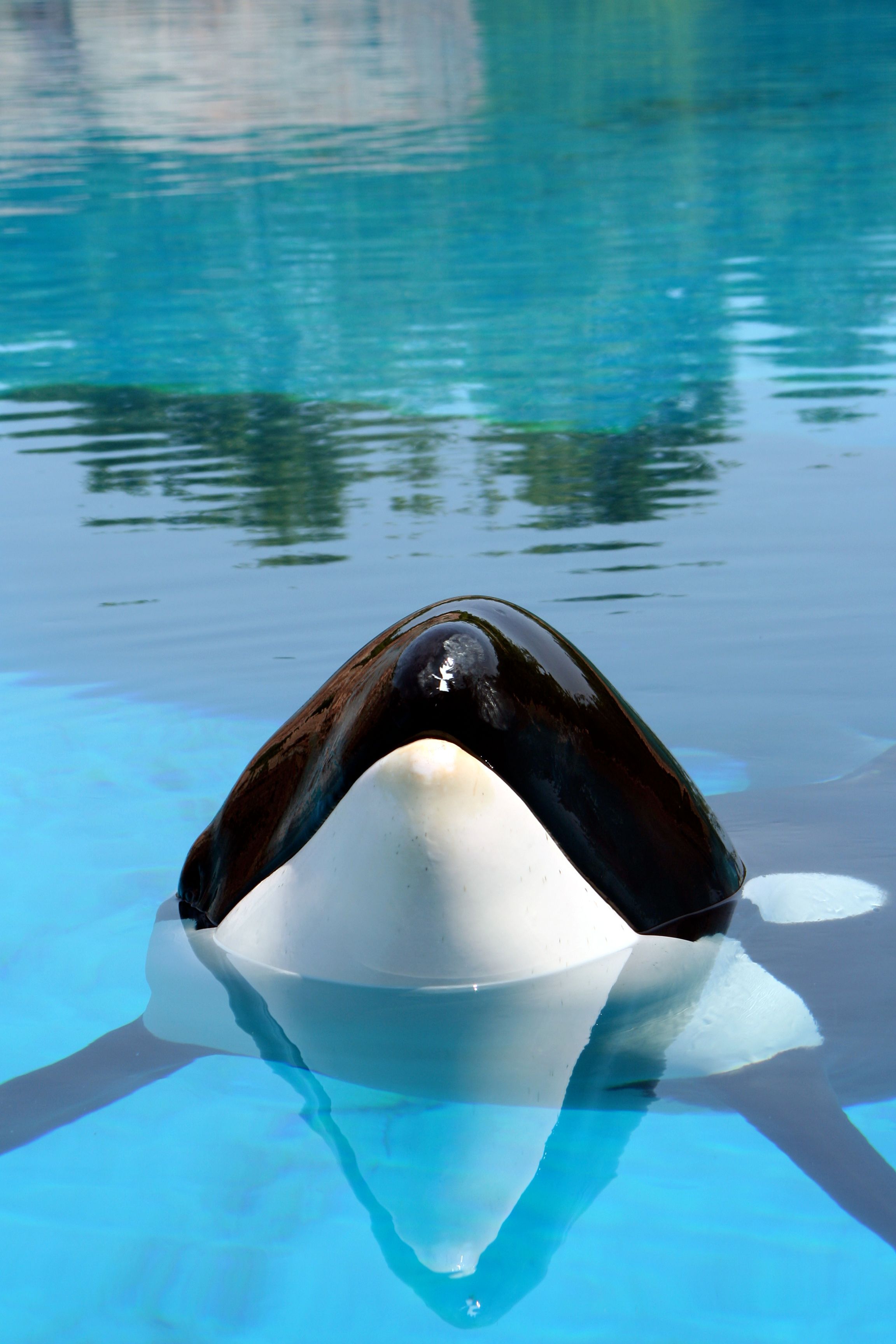 marine life performance