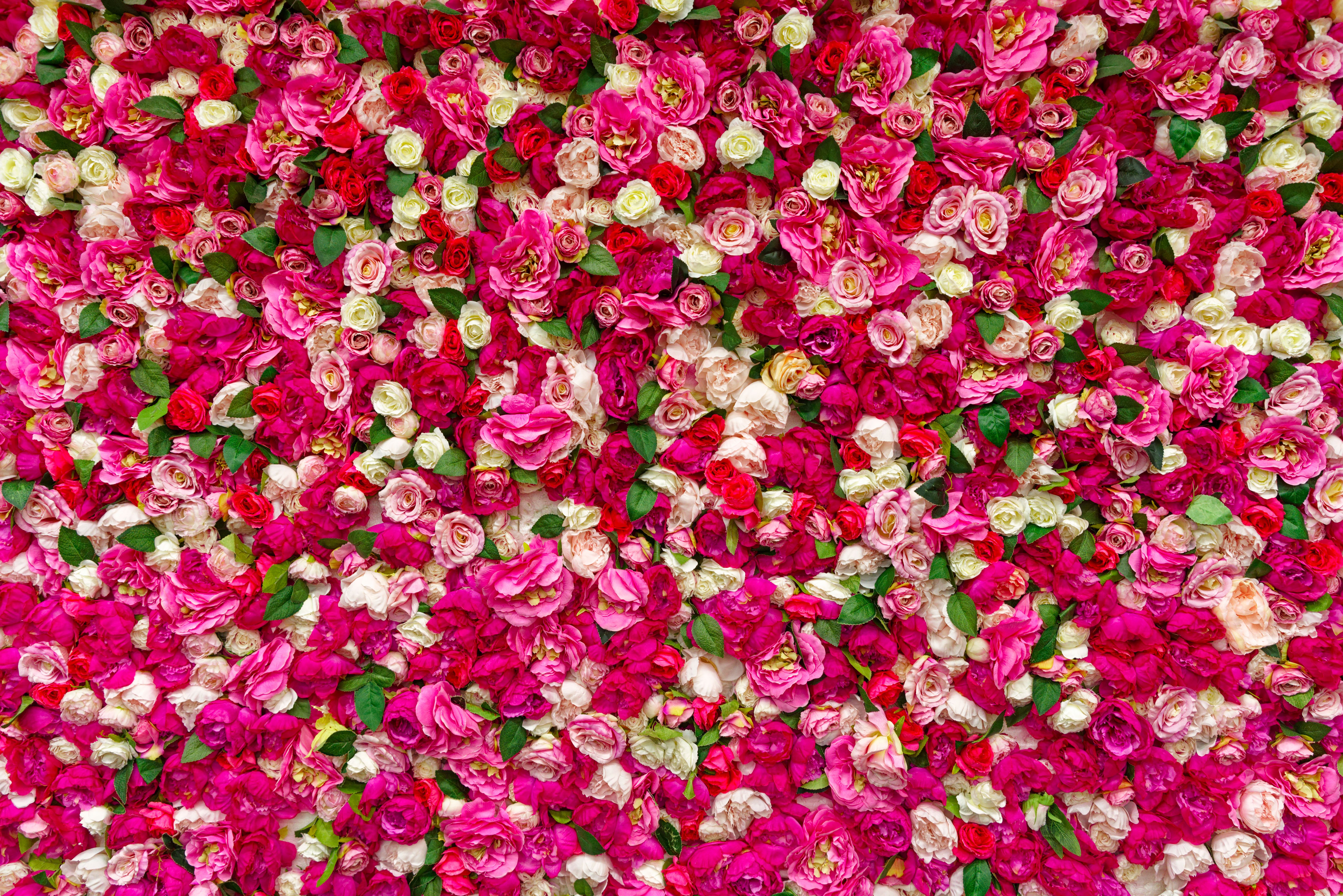 Roses in multiple colores