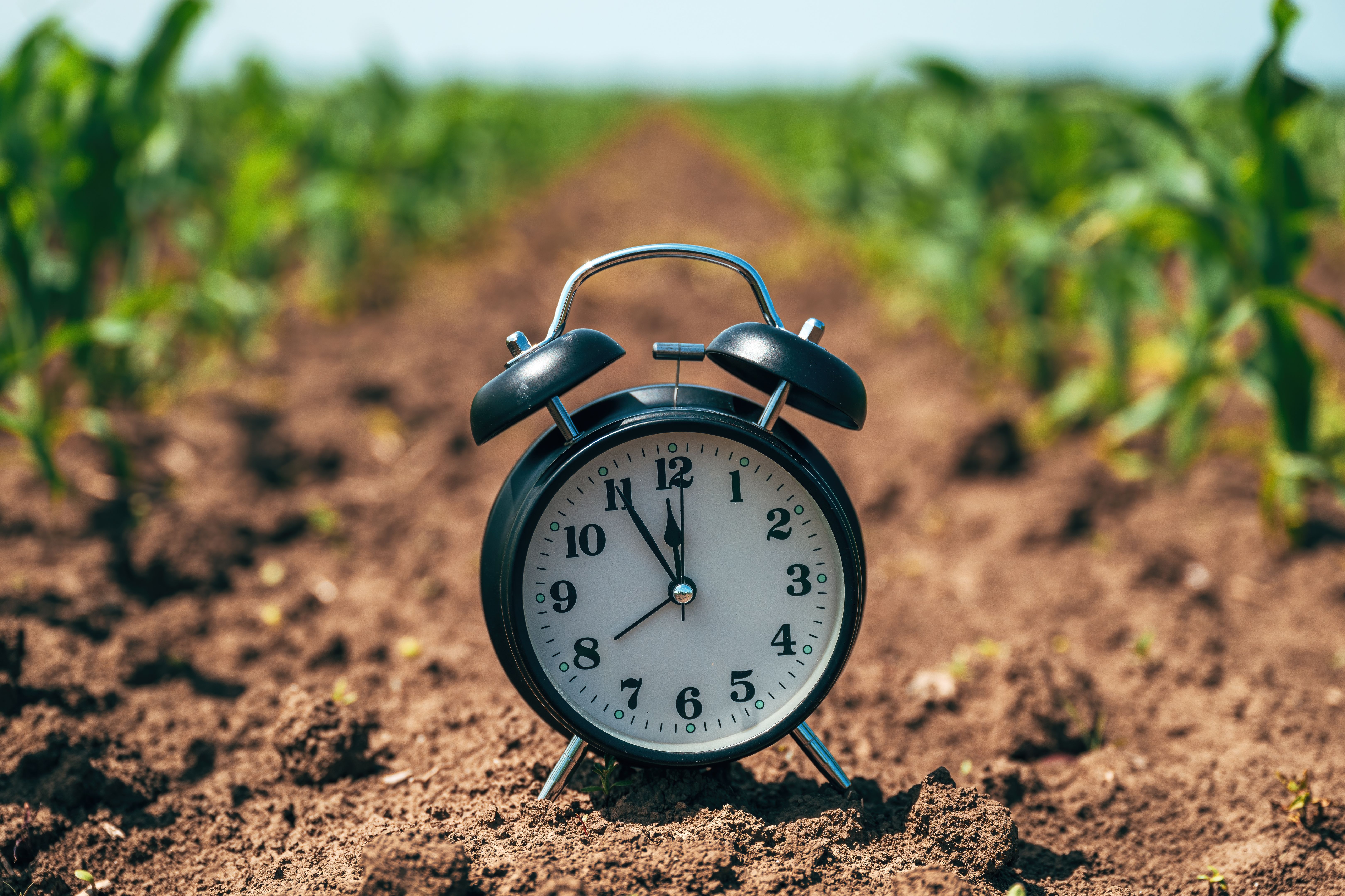 Alarm clock in cultivated corn maize crop field, crop protection and time for herbicide treatment concept Alarm clock in cultivated corn maize crop field, crop protection and time for herbicide treatment concept