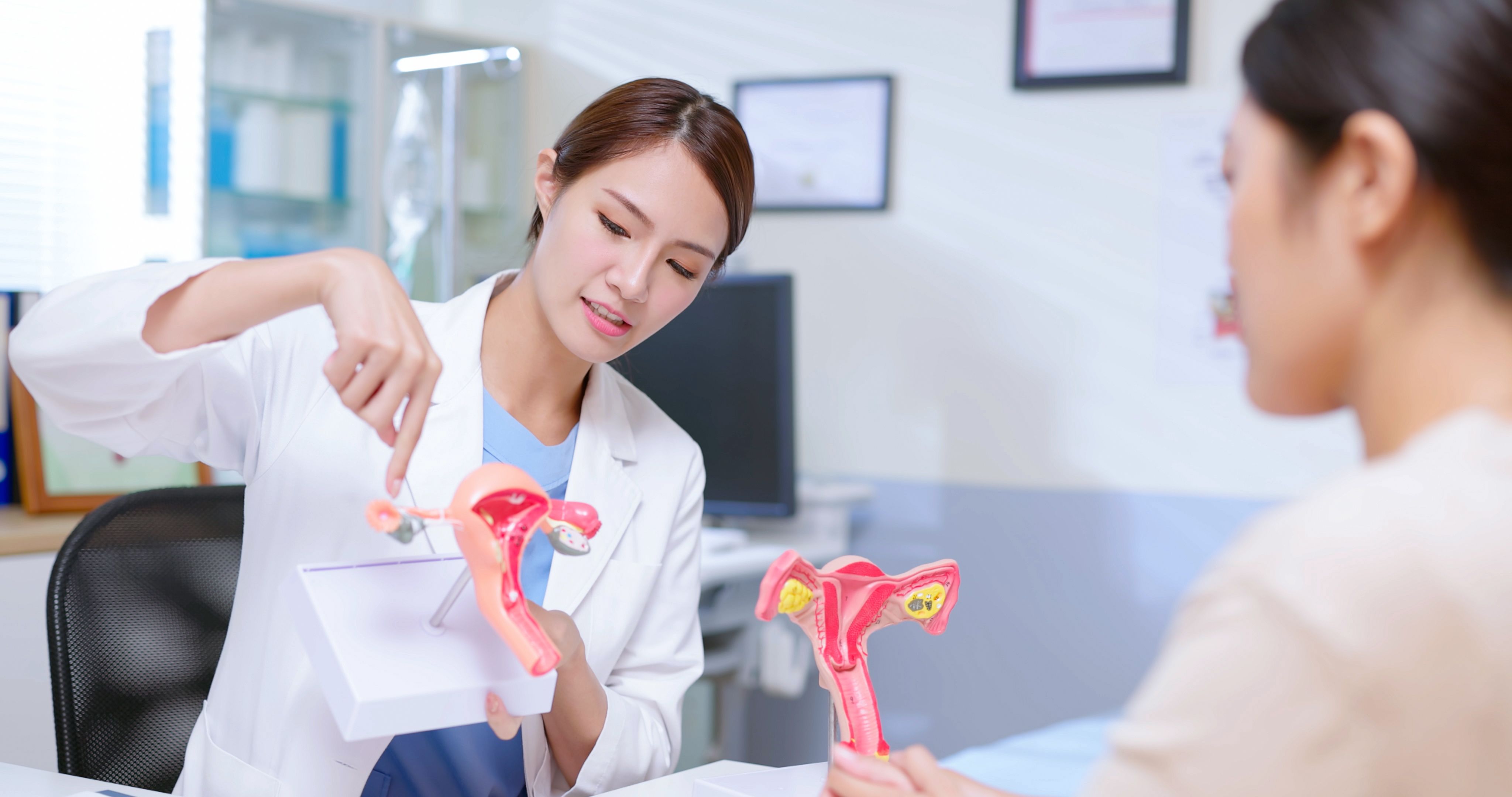 explain uterus model