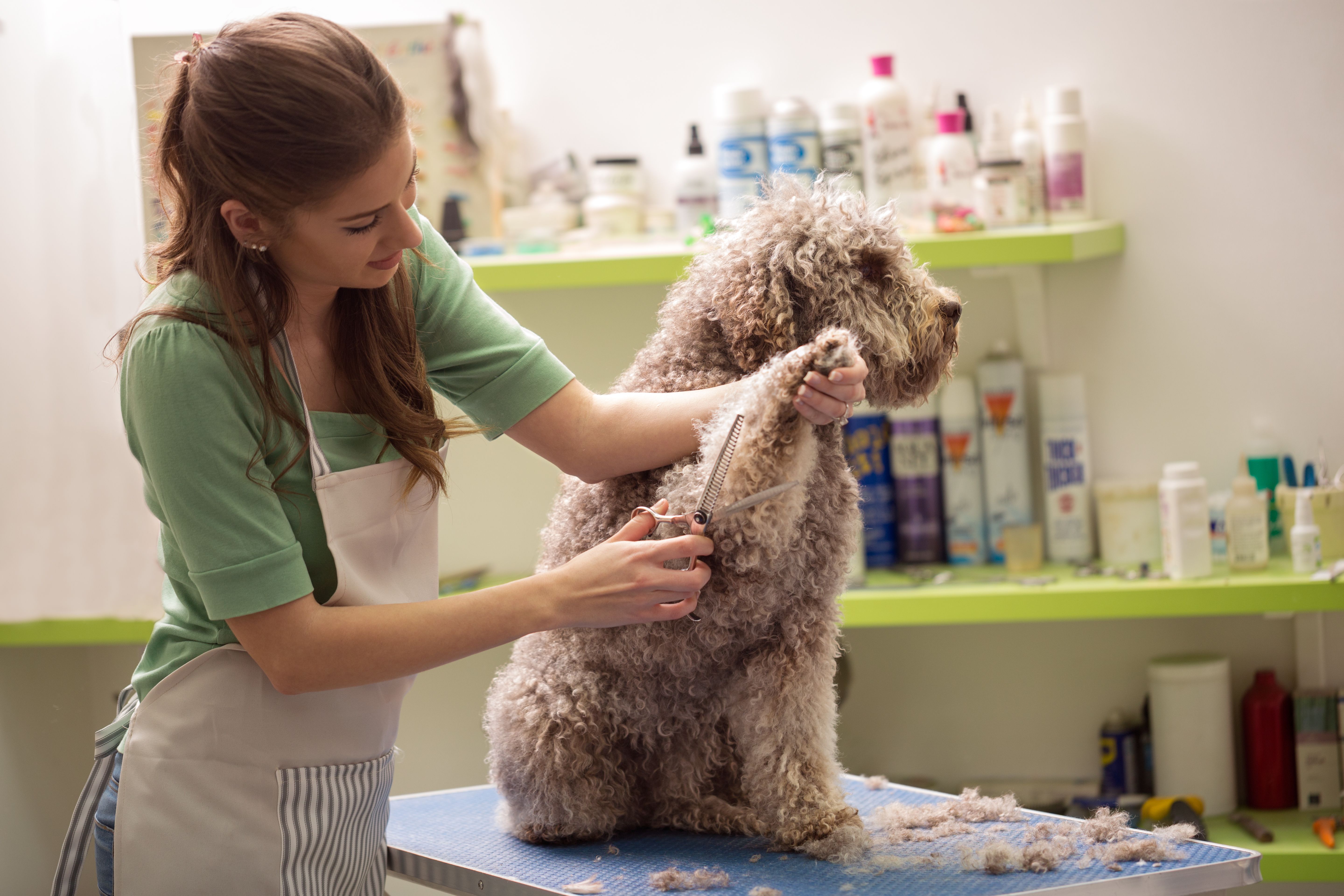 dog groomer qualifications