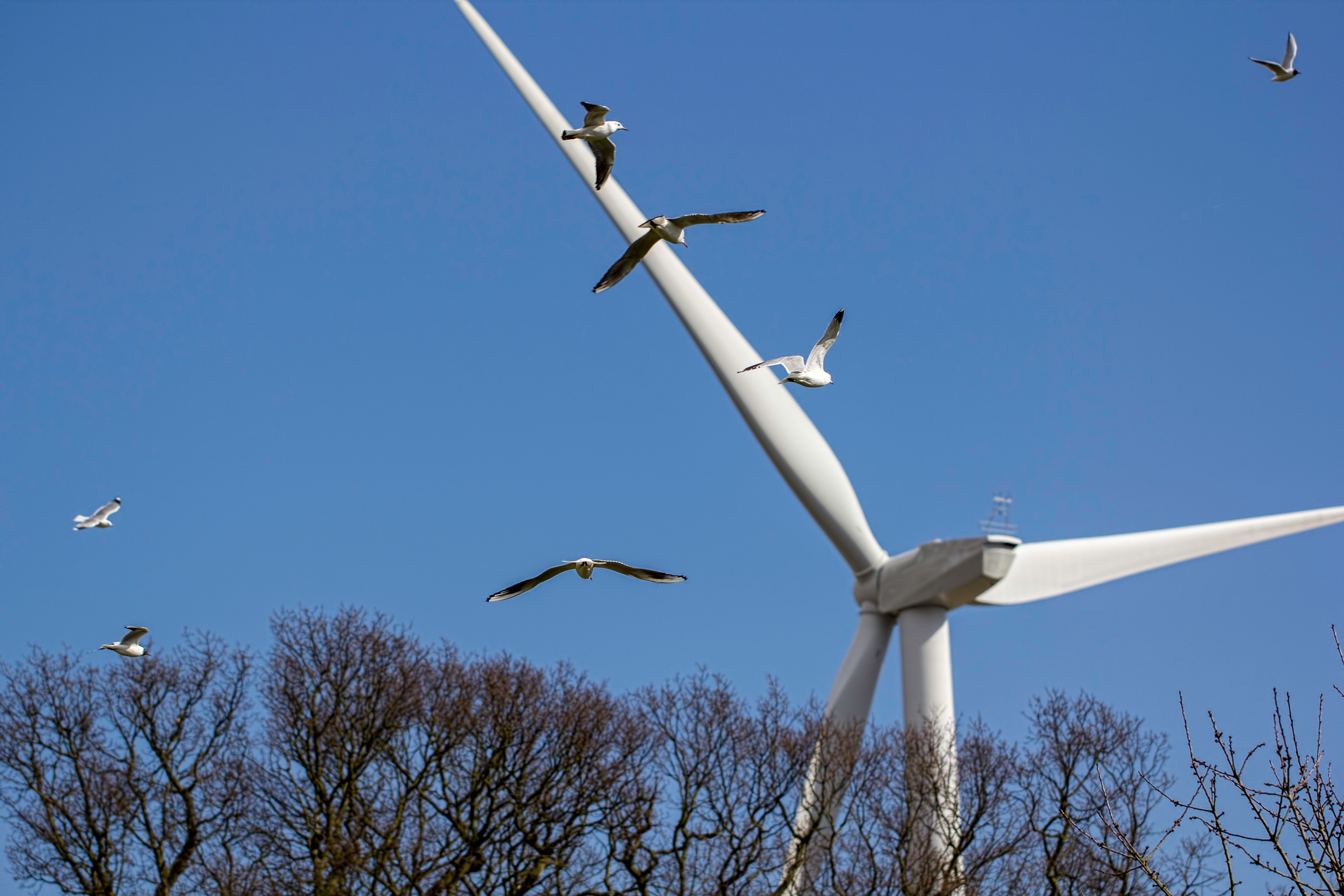Birds heading towards a wind turbine