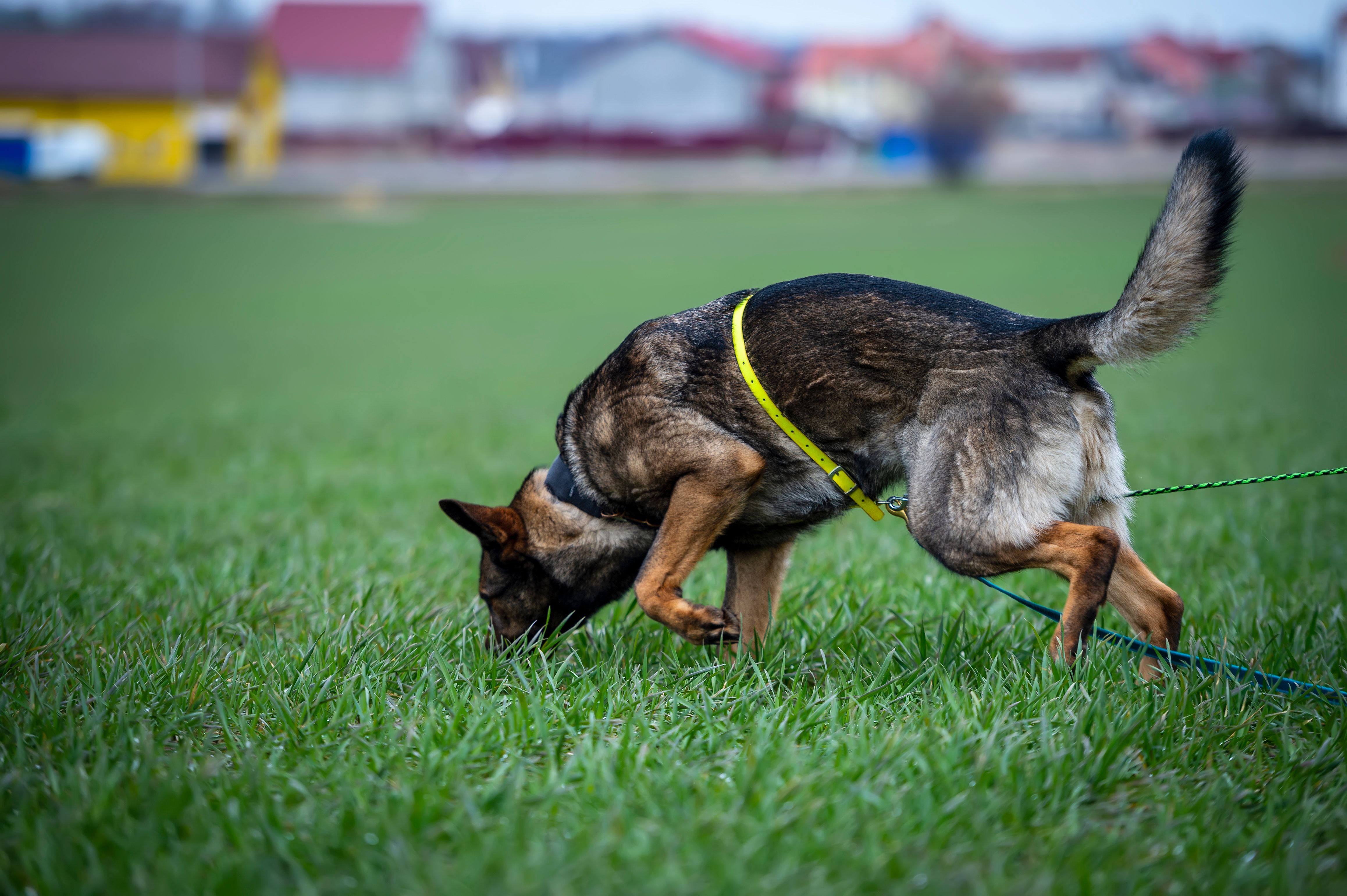 Tracking dog german shepherd getting a smell