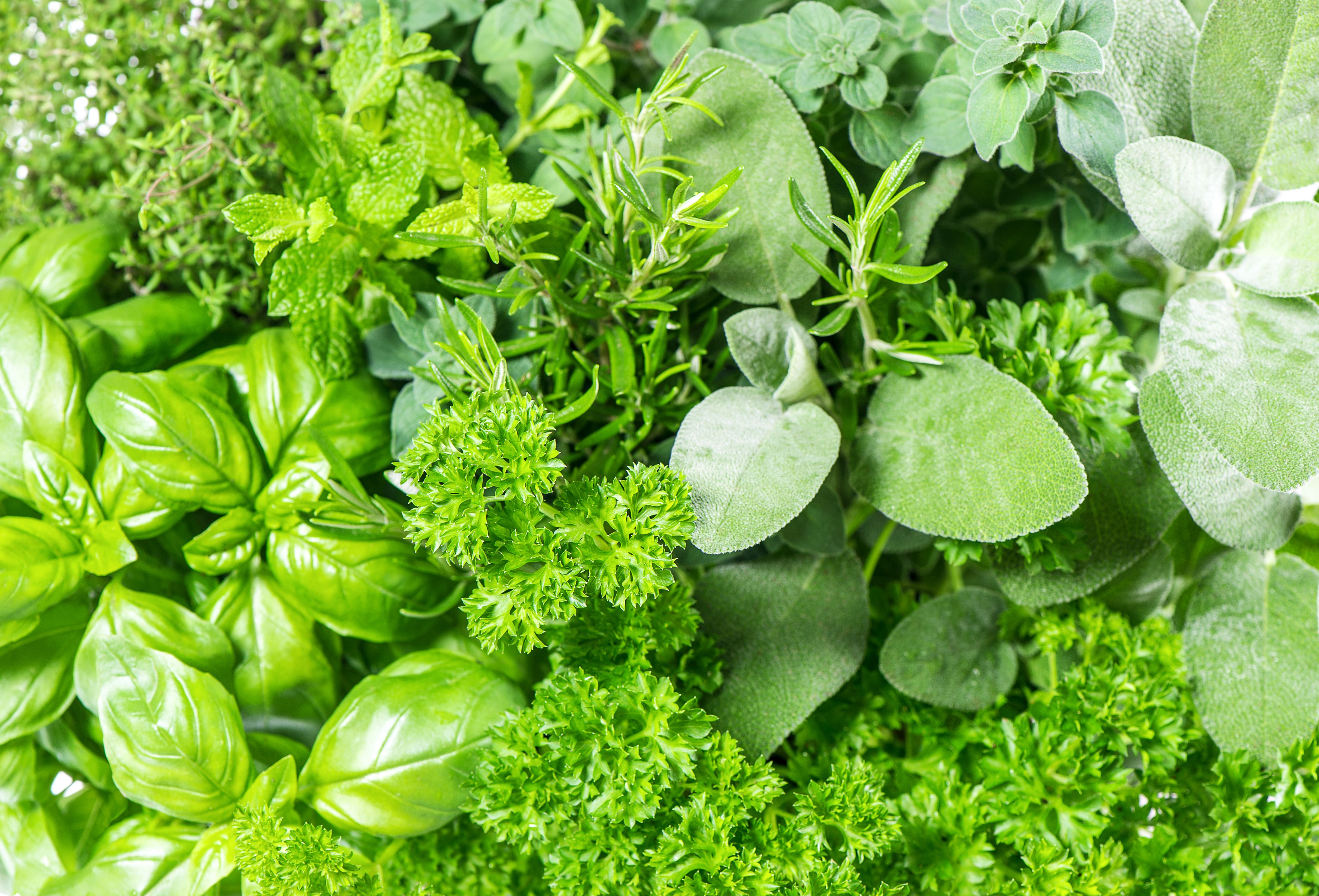 fresh herbs