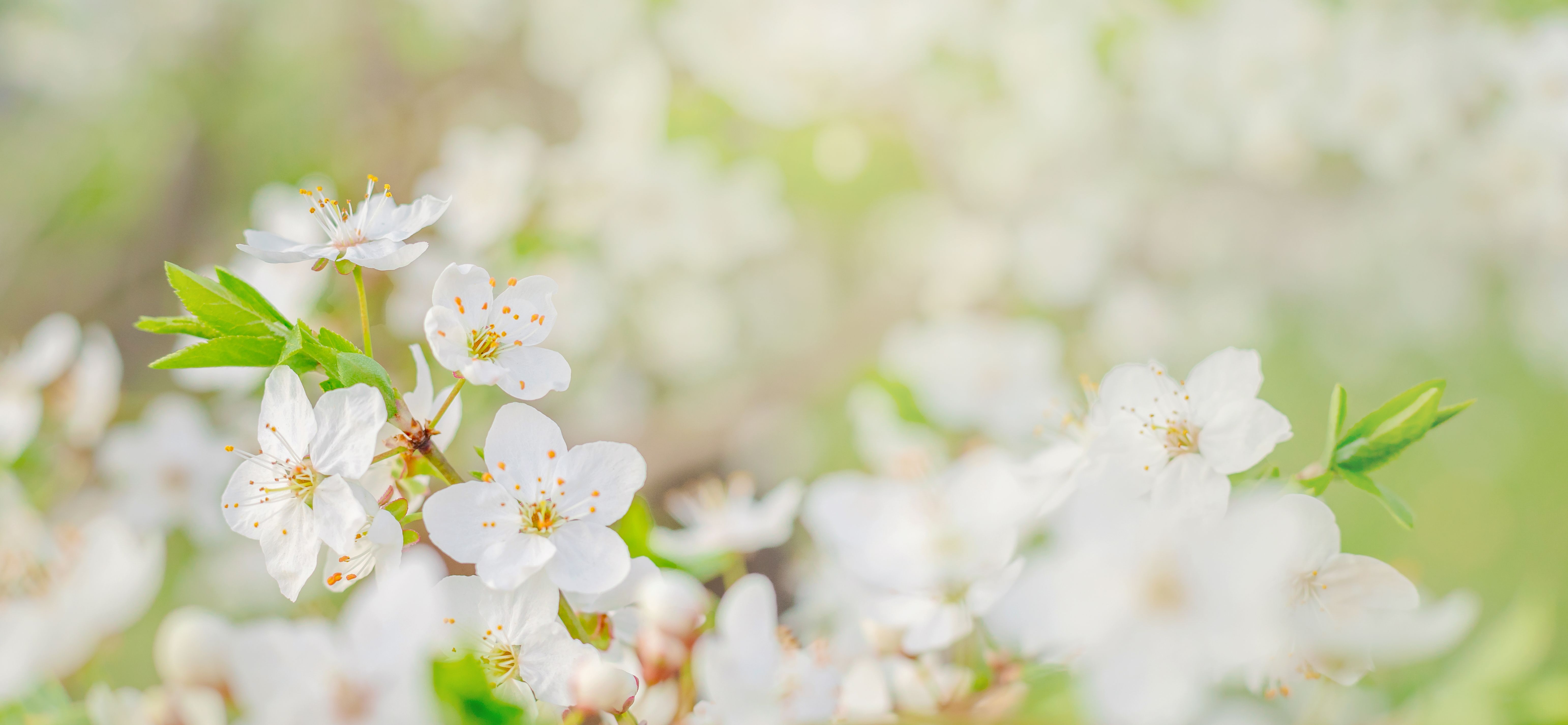 spring flowers
