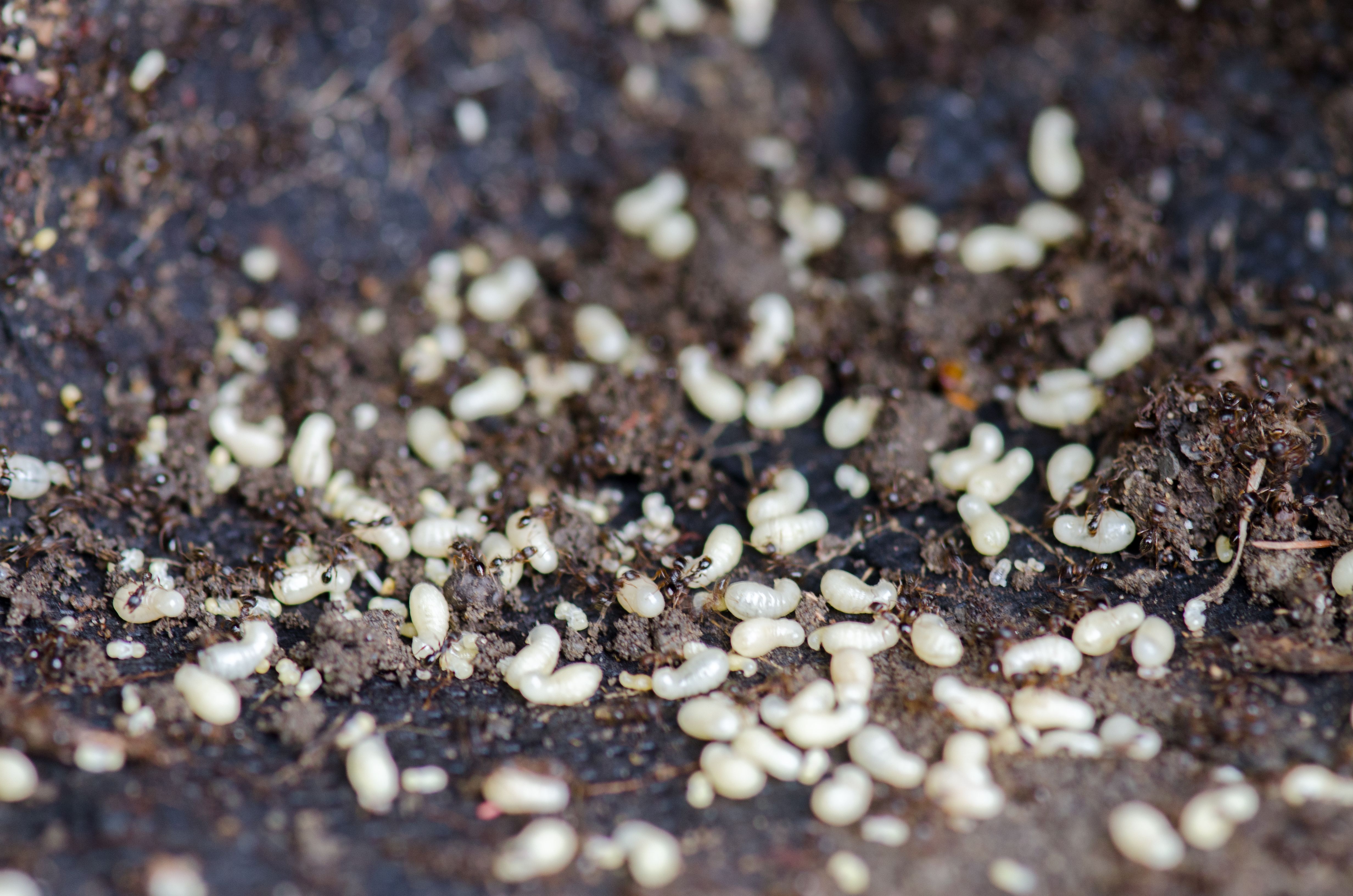 ant larvae