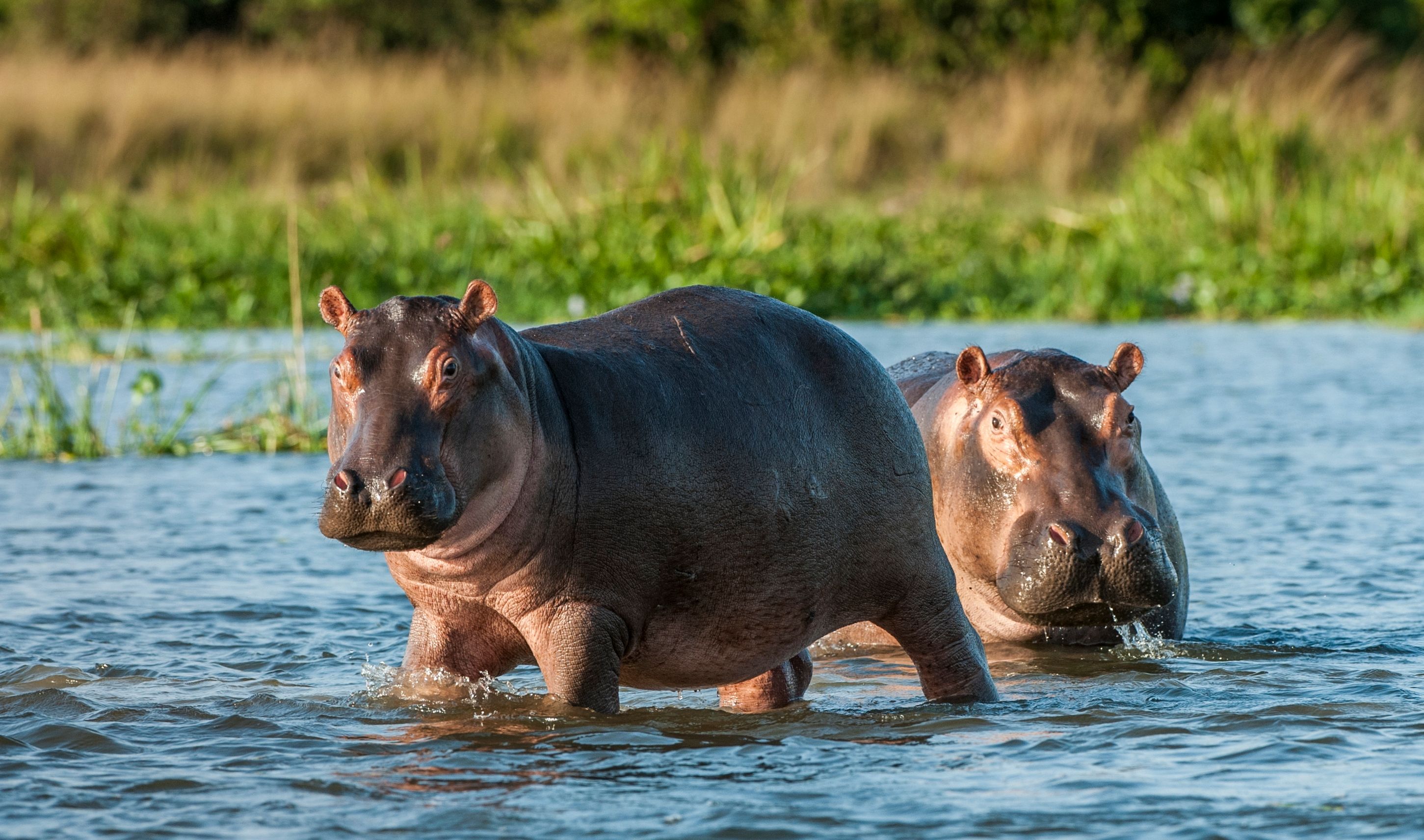 Hippopotamus in the water in Uganda