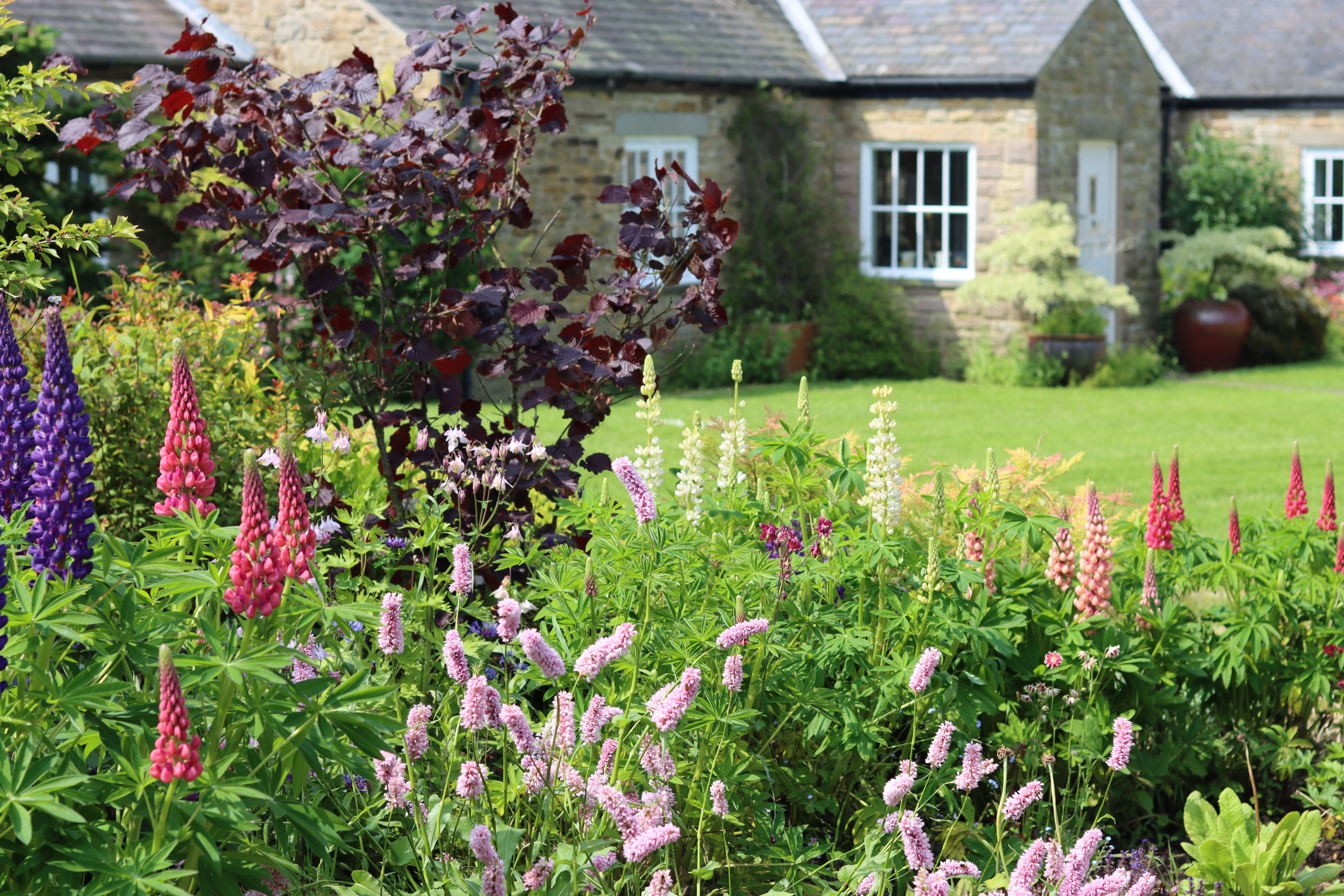 Countryside cottage garden with a bed of colourful flowers Countryside cottage garden with a bed of colourful flowers