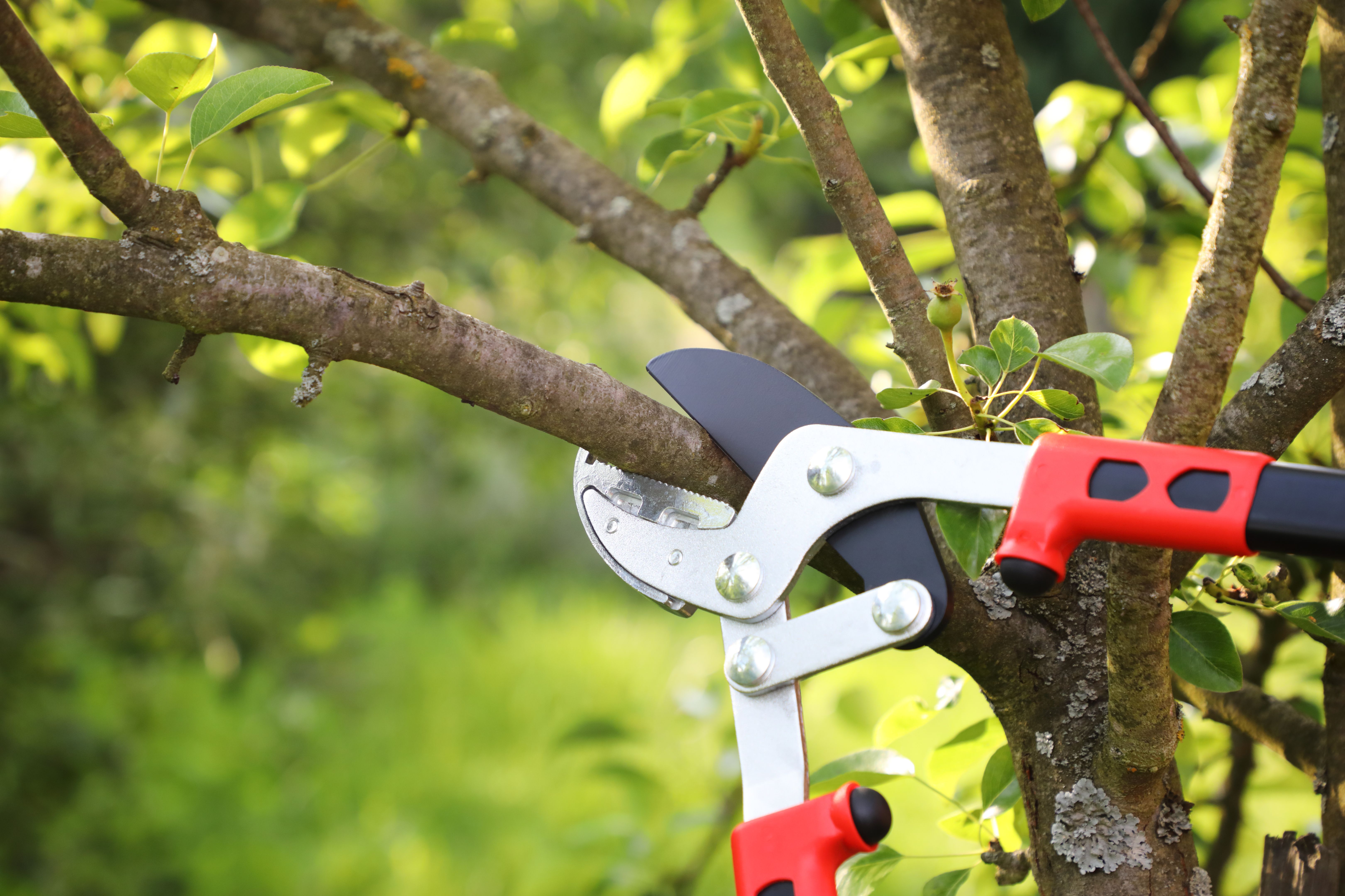 tree pruning mistakes