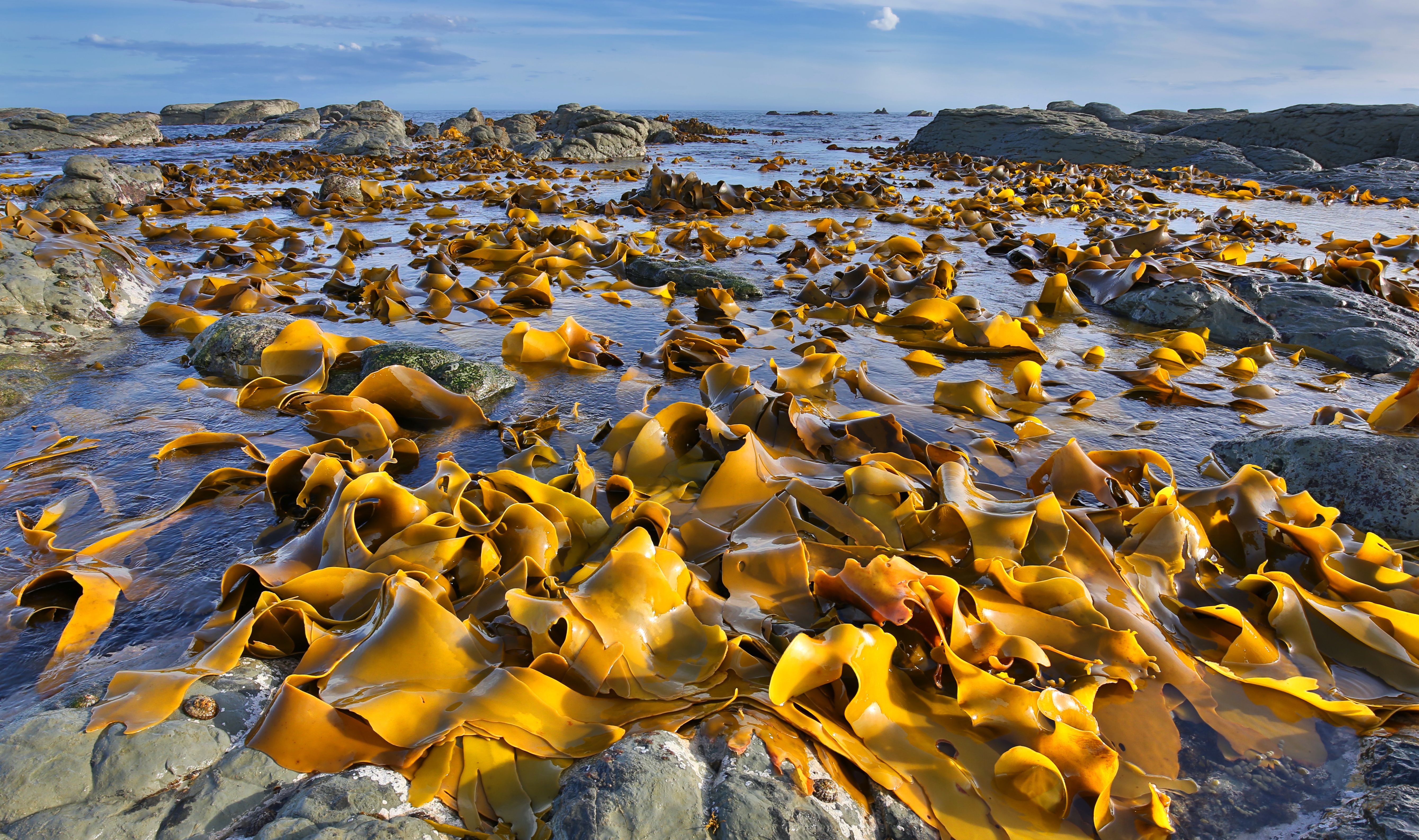 seaweed shore