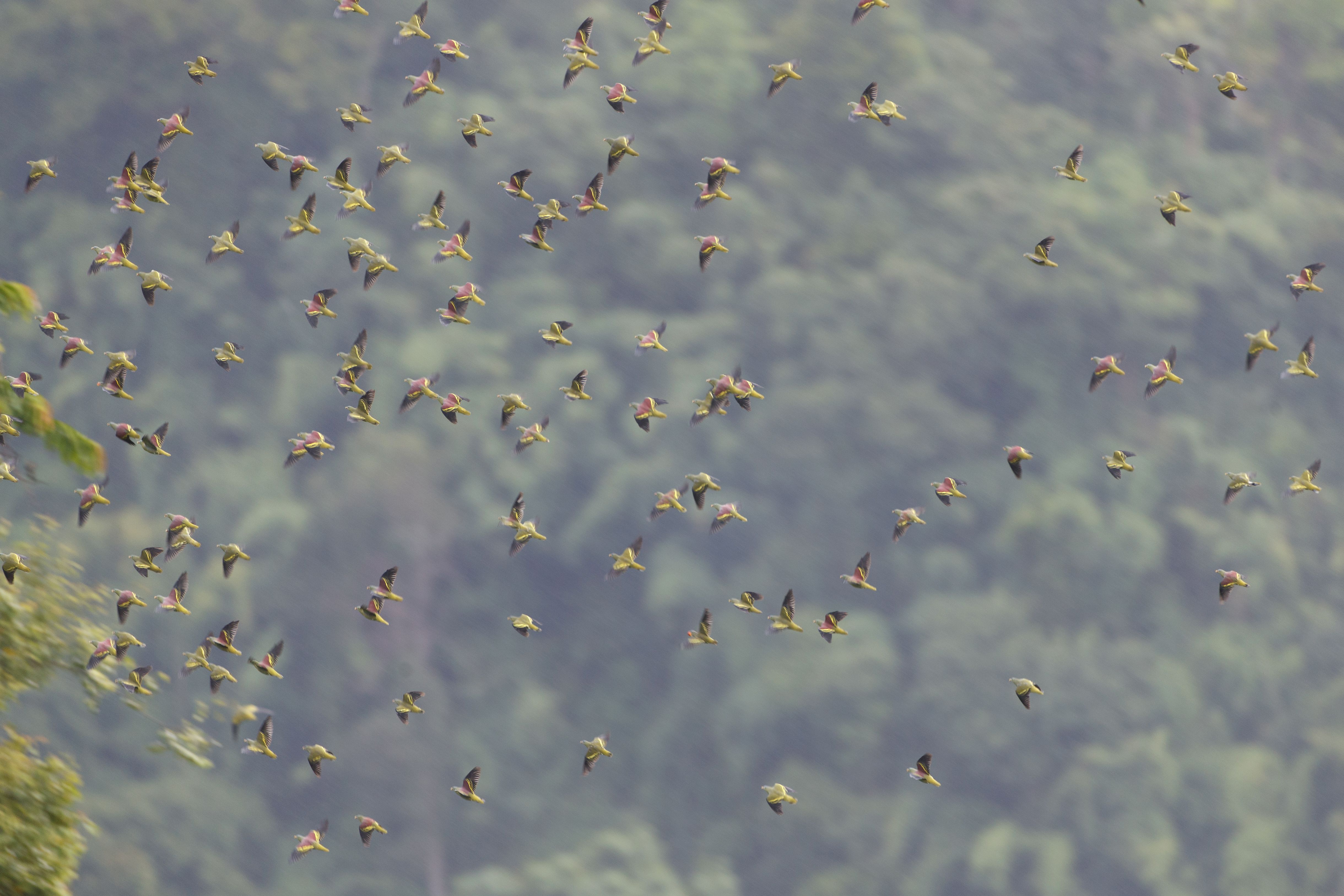 bird flight diverter