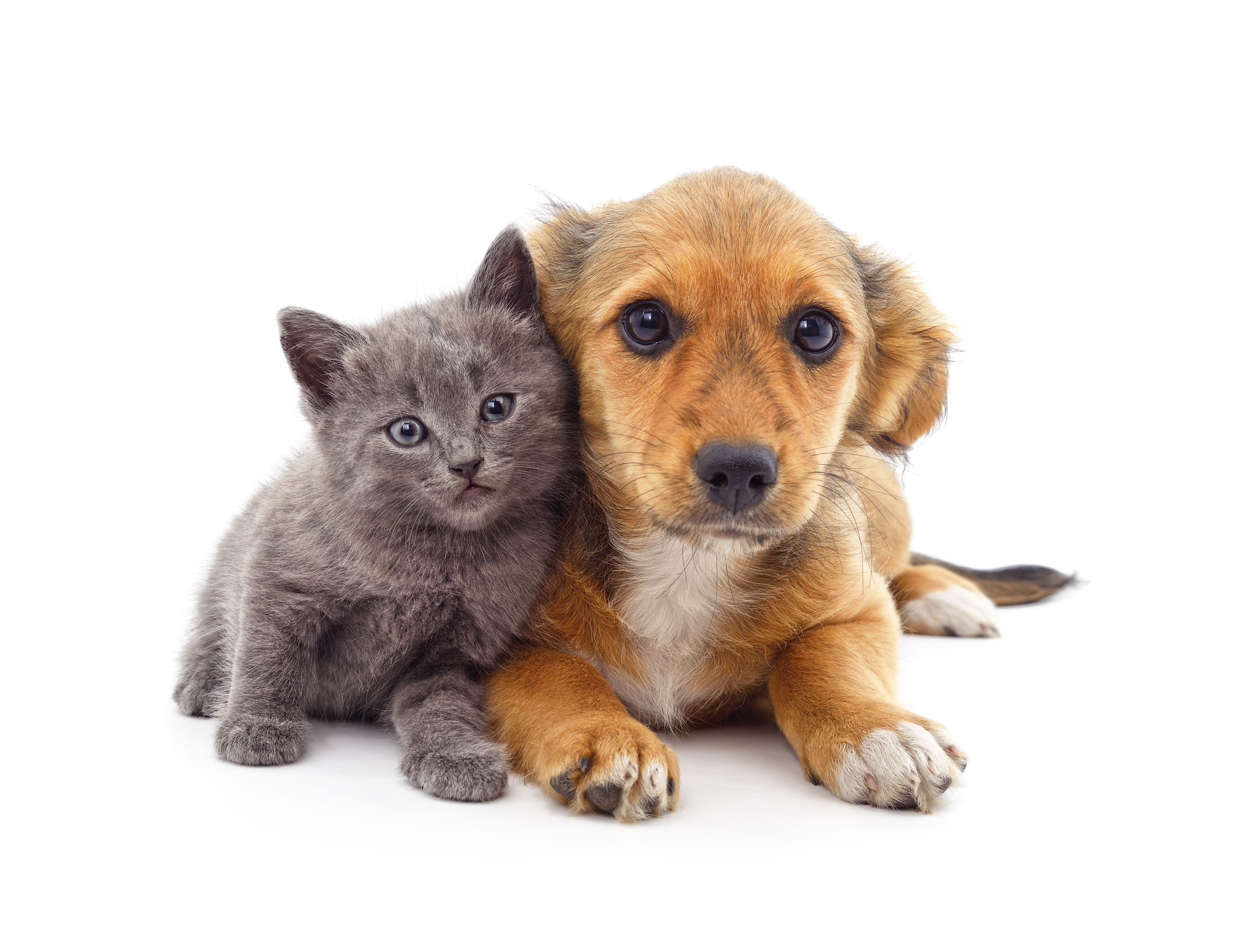 cat and dog