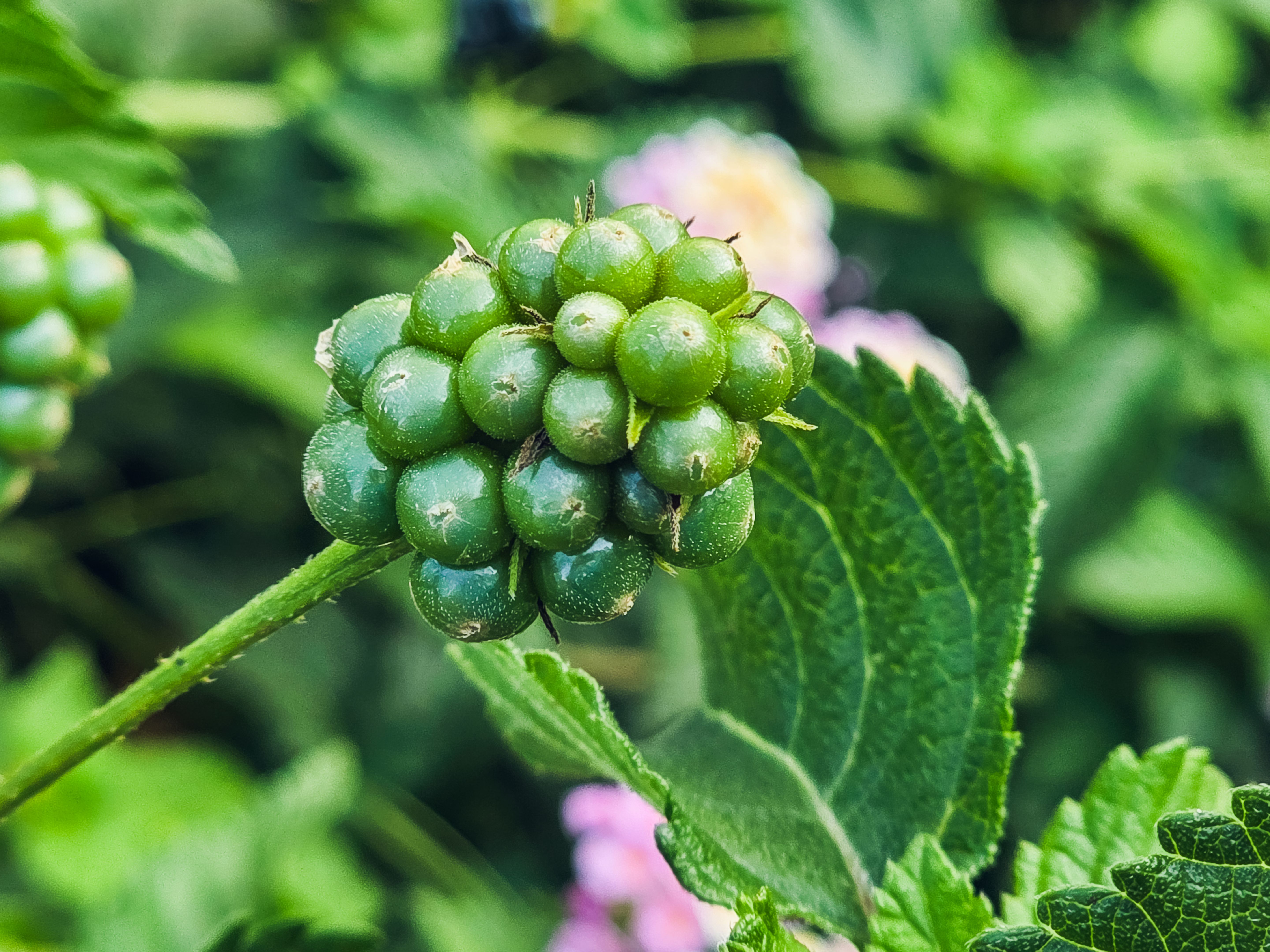 cyprus content creator