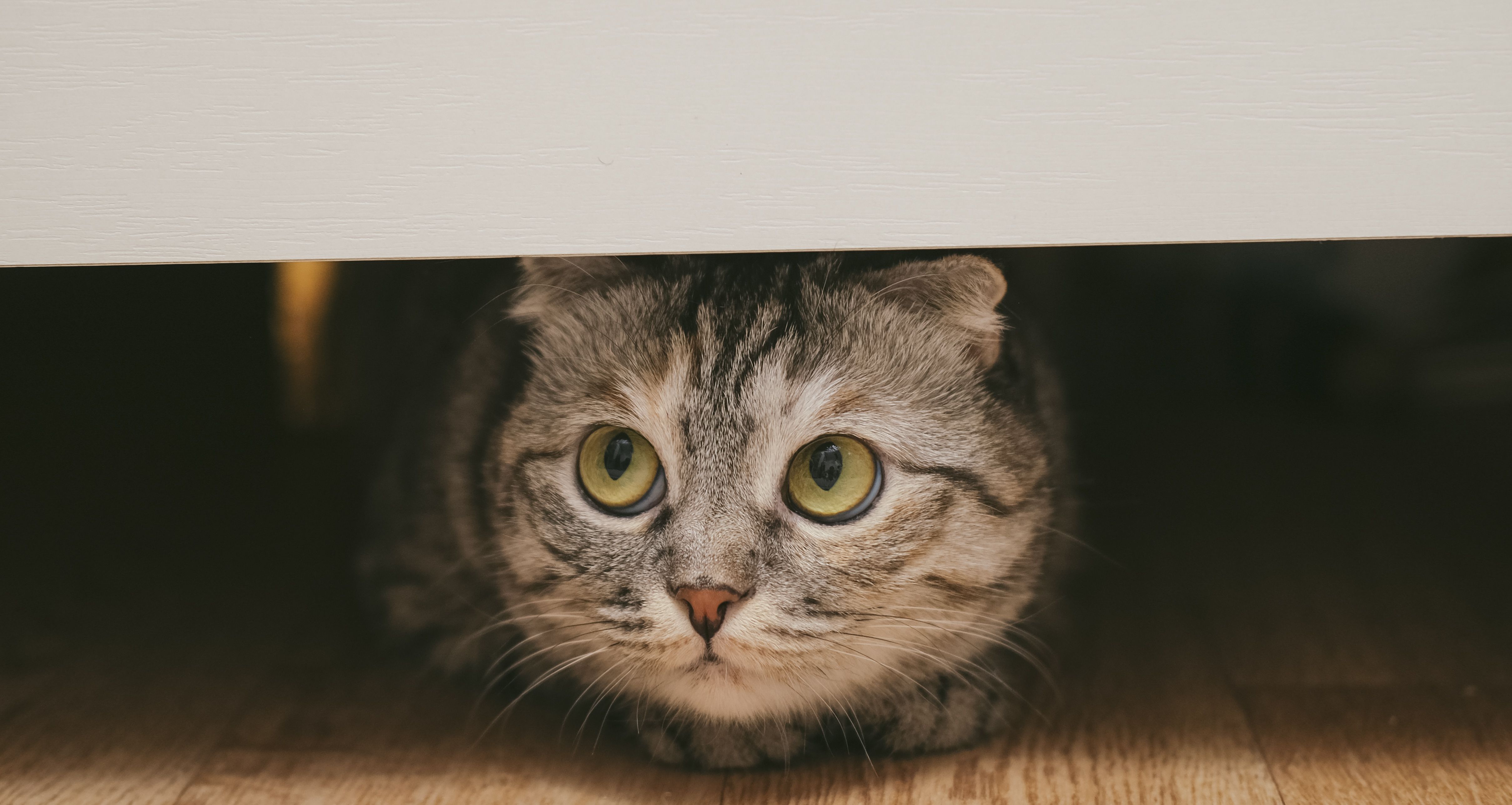 British cat under the bed. Cat is hiding and playing. Banner.