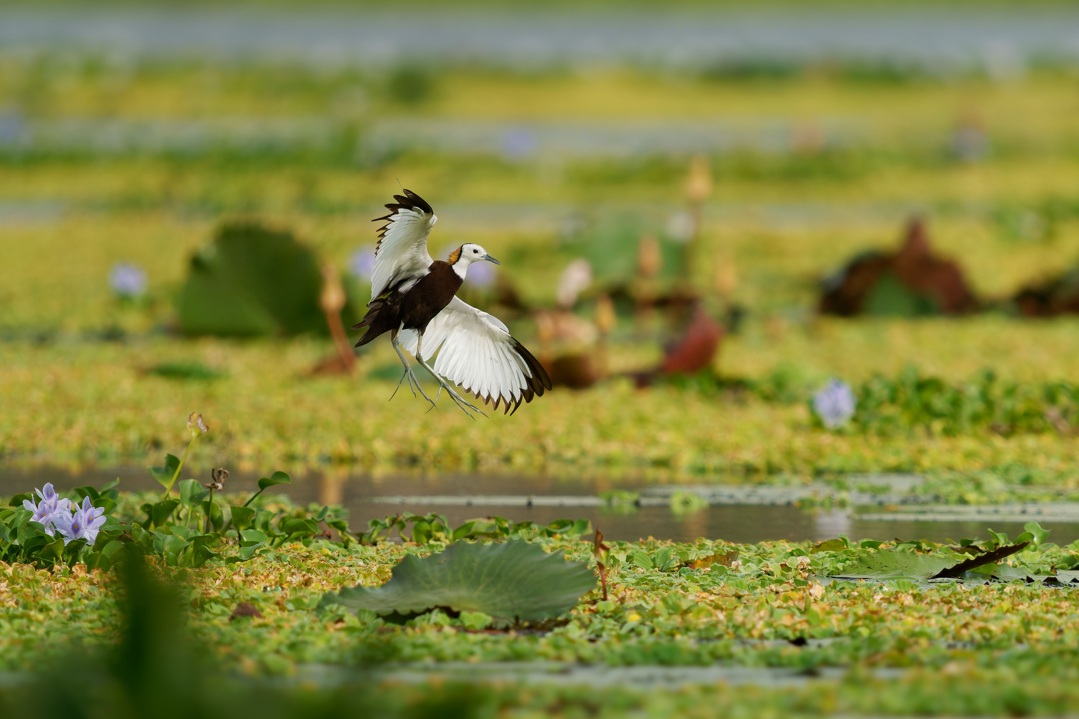 birdwatching sri lanka