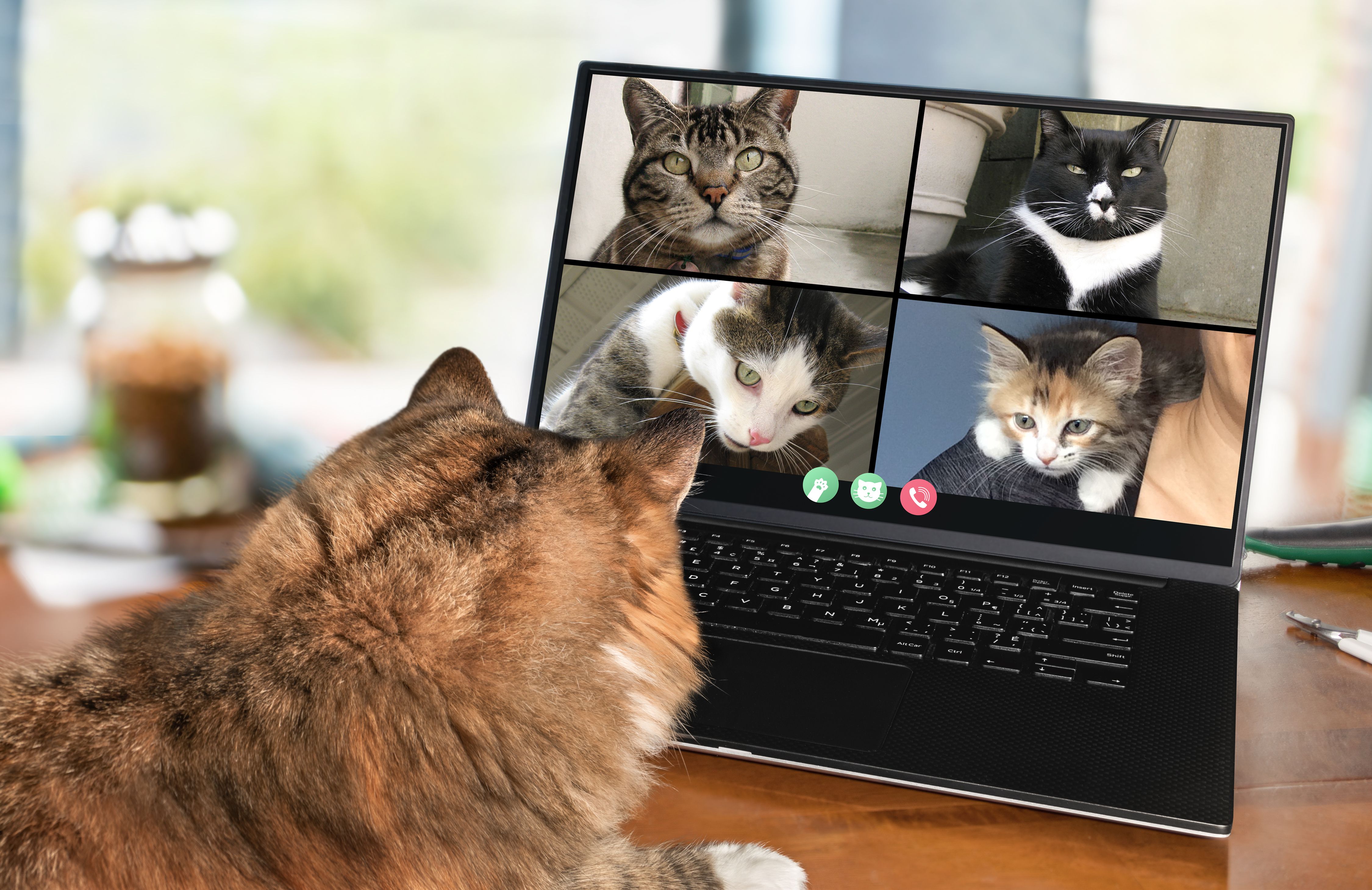 meeting pets