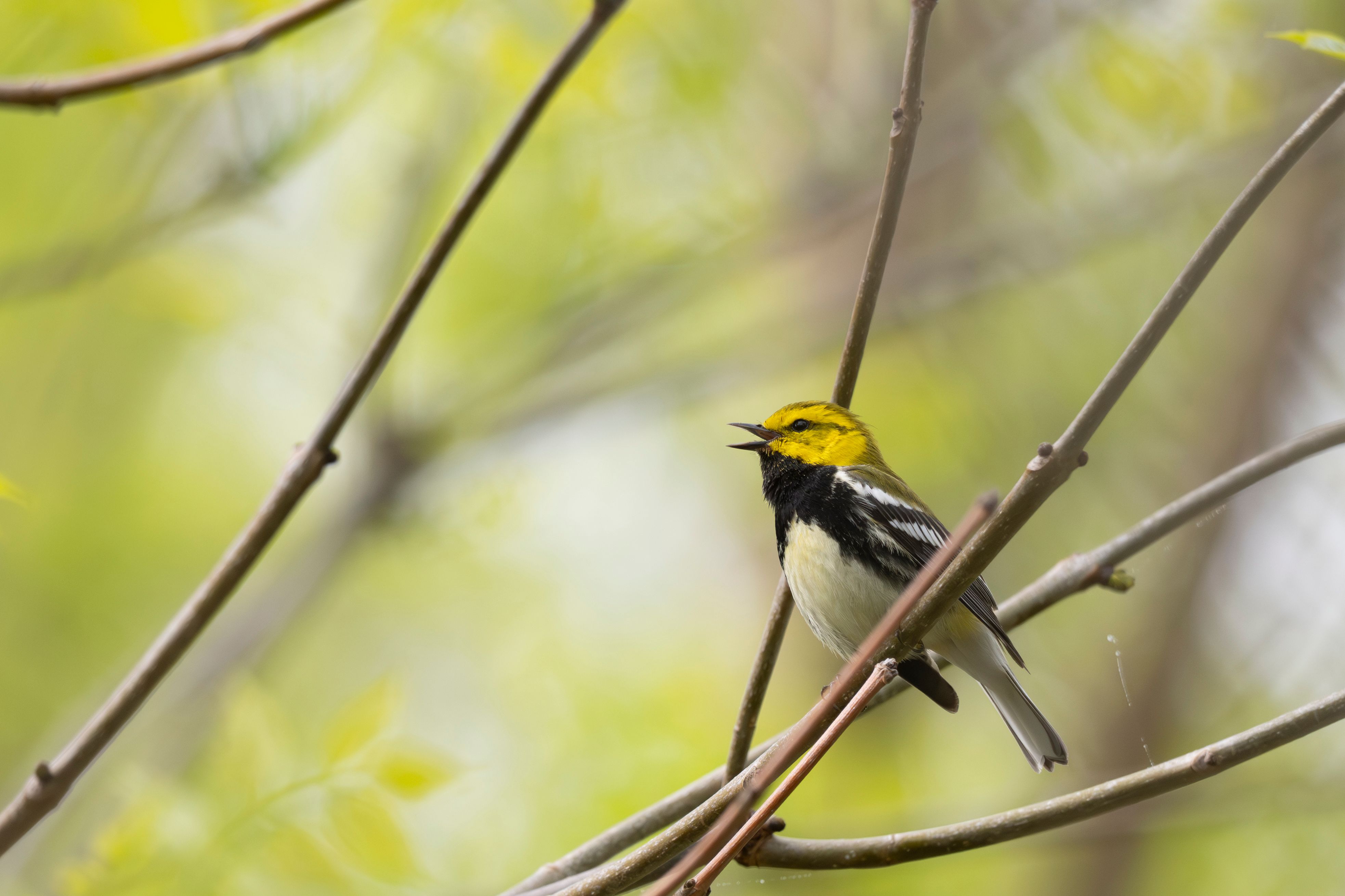 Singing Black-throated Green Warbler
