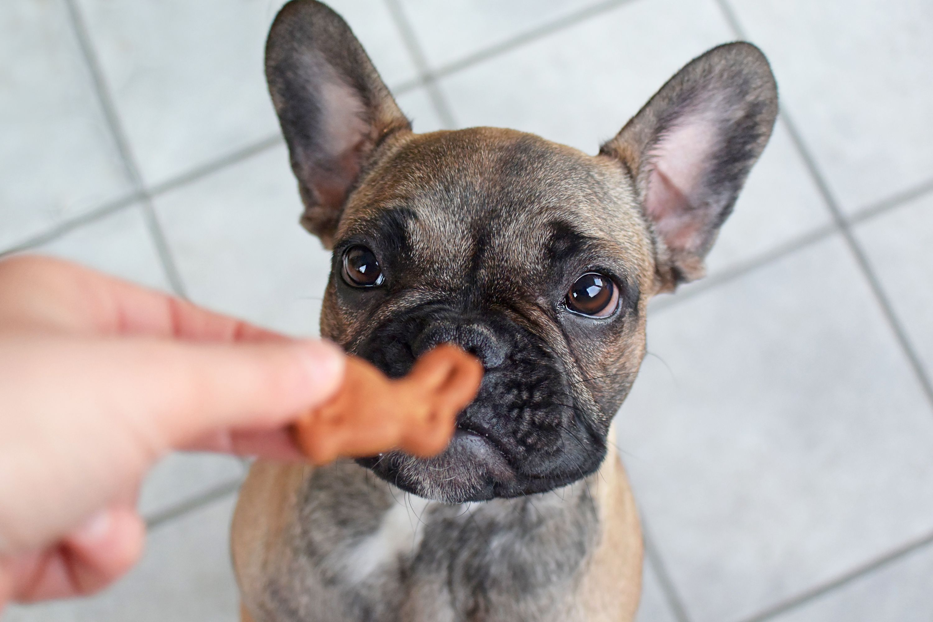 Cute French Bulldog puppy looking at defocused easter bunny shaped dog treat cookie Cute French Bulldog puppy looking at defocused easter bunny shaped dog treat cookie