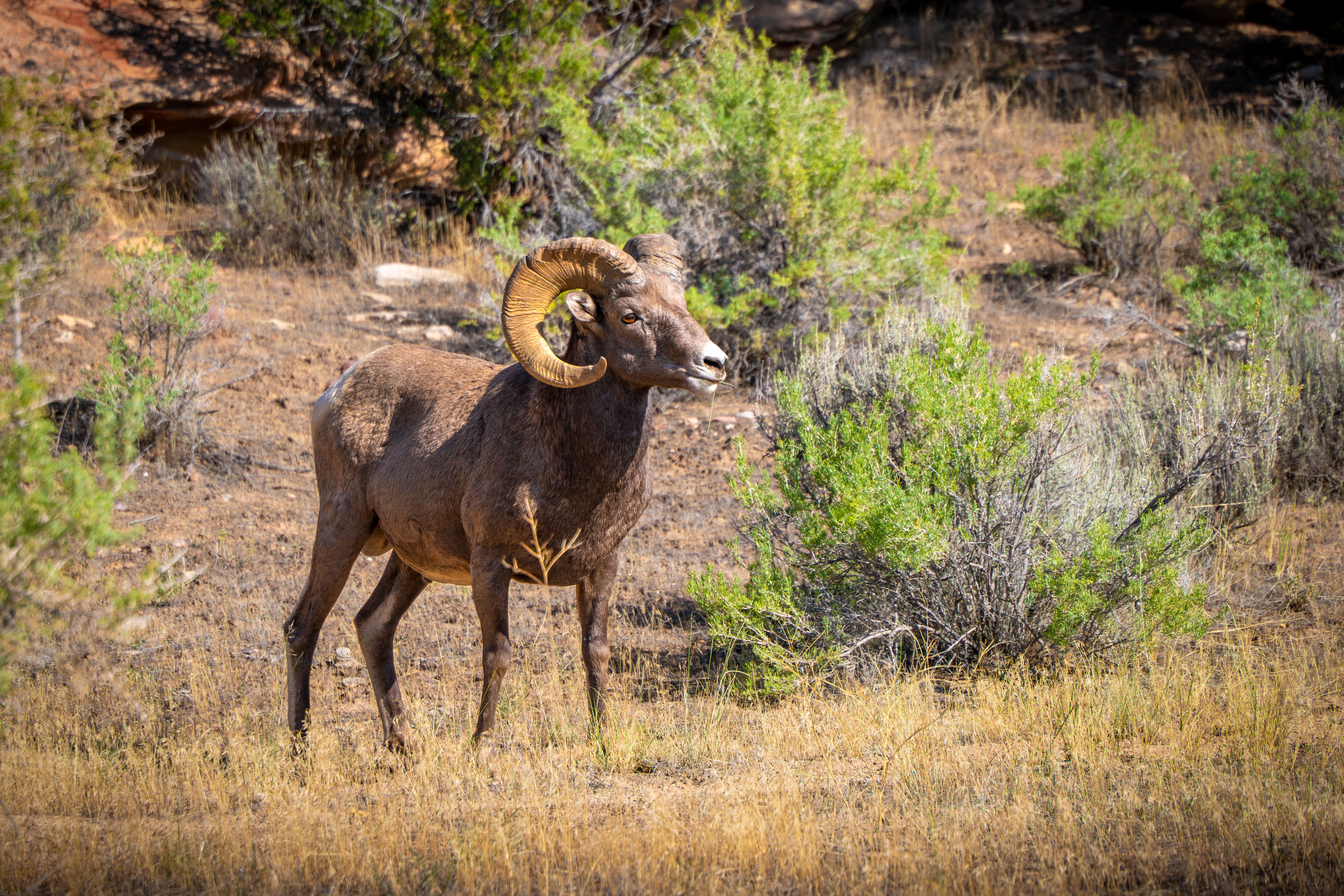 Bighorn Sheep in Natural Habitat looking into the distance