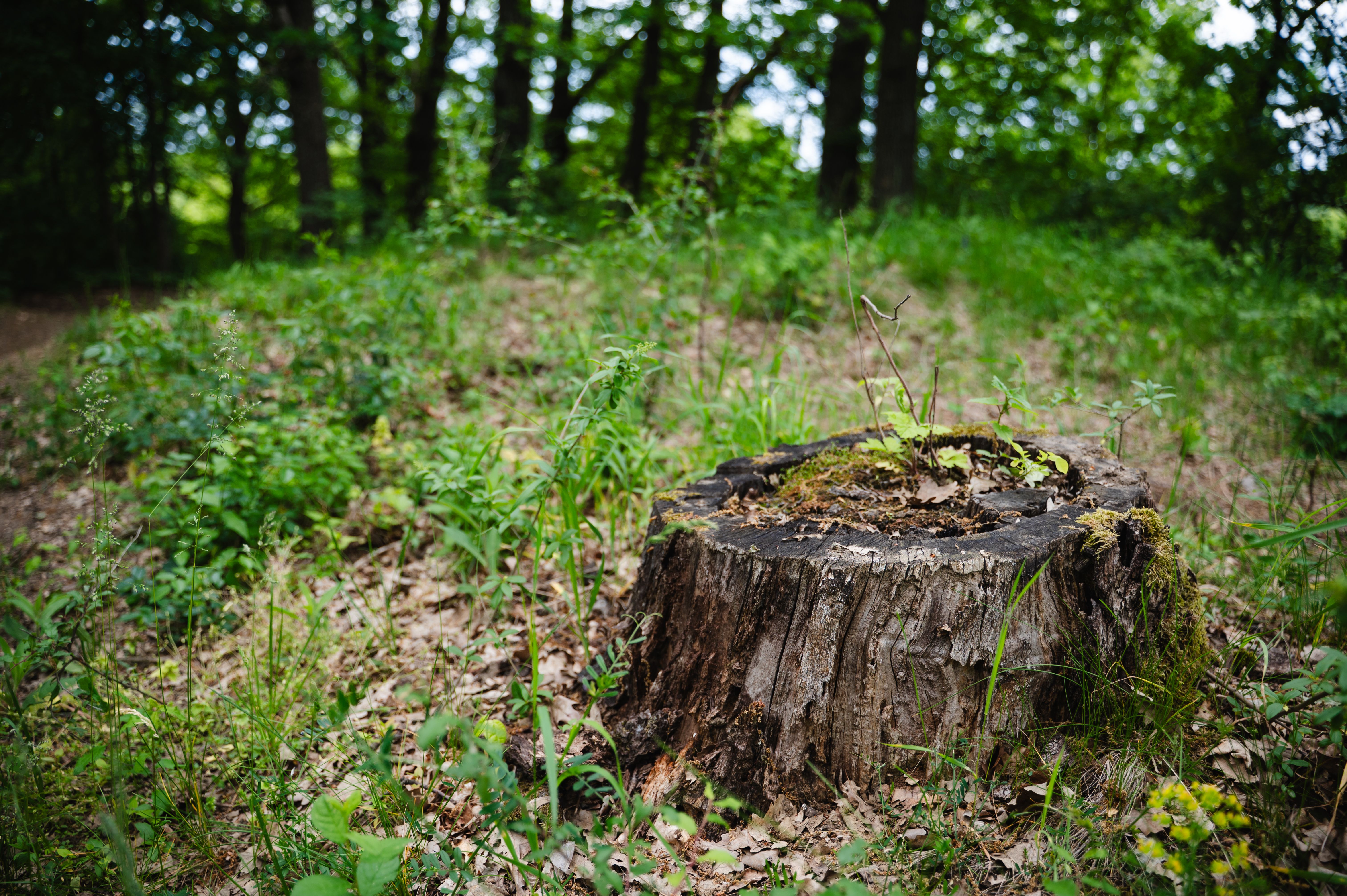 tree stump